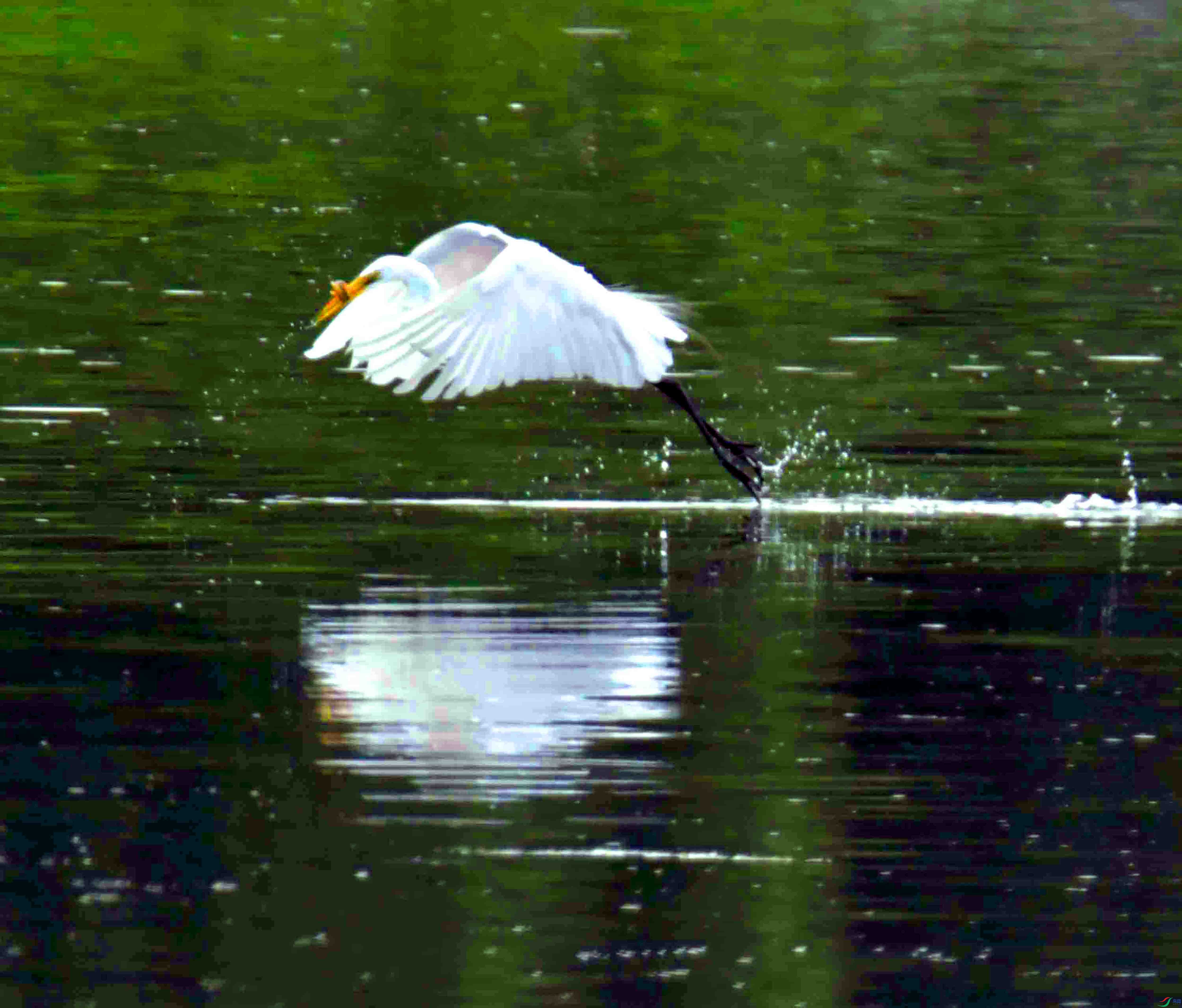 DSC_6605.JPG