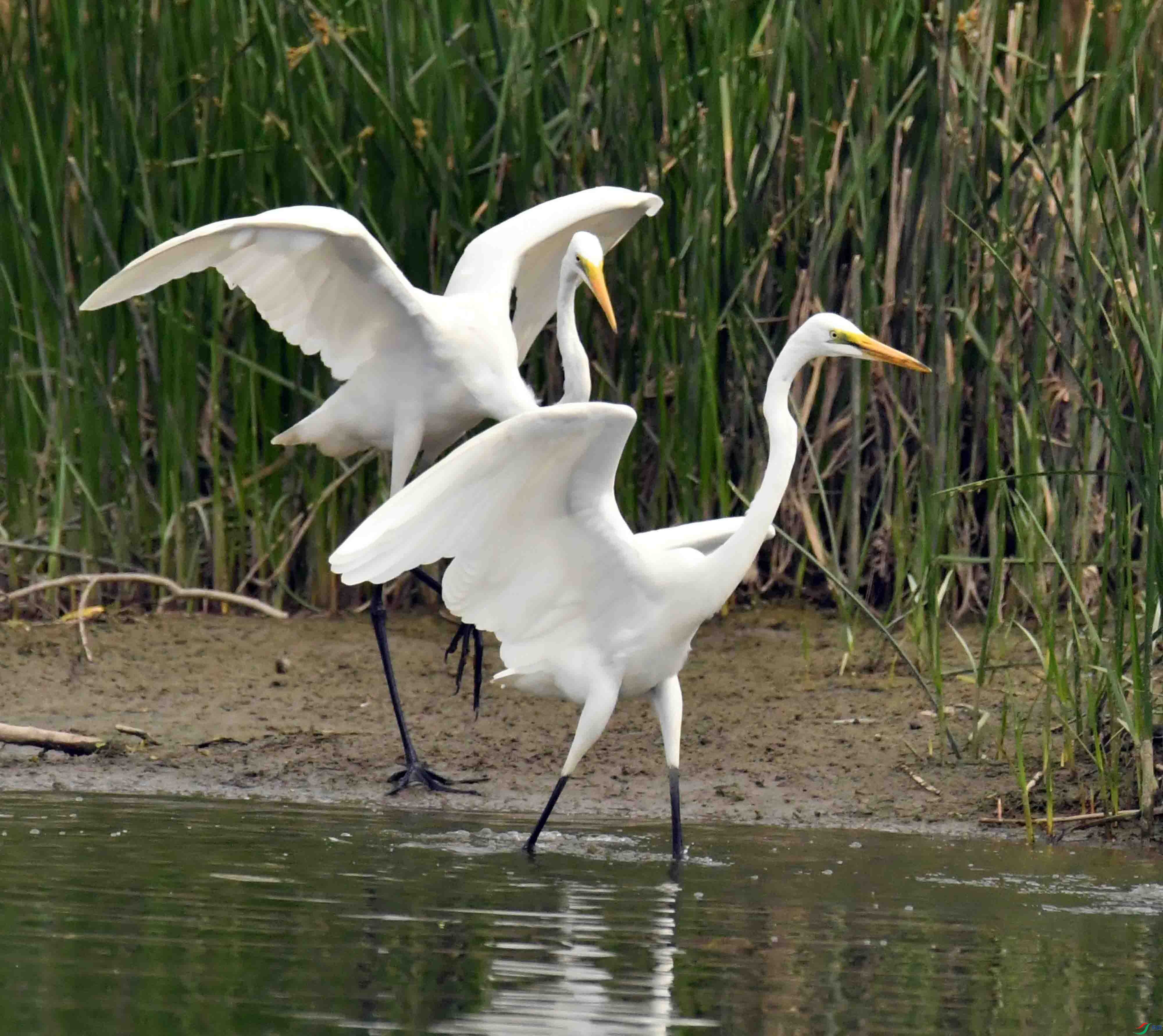 DSC_6618.JPG