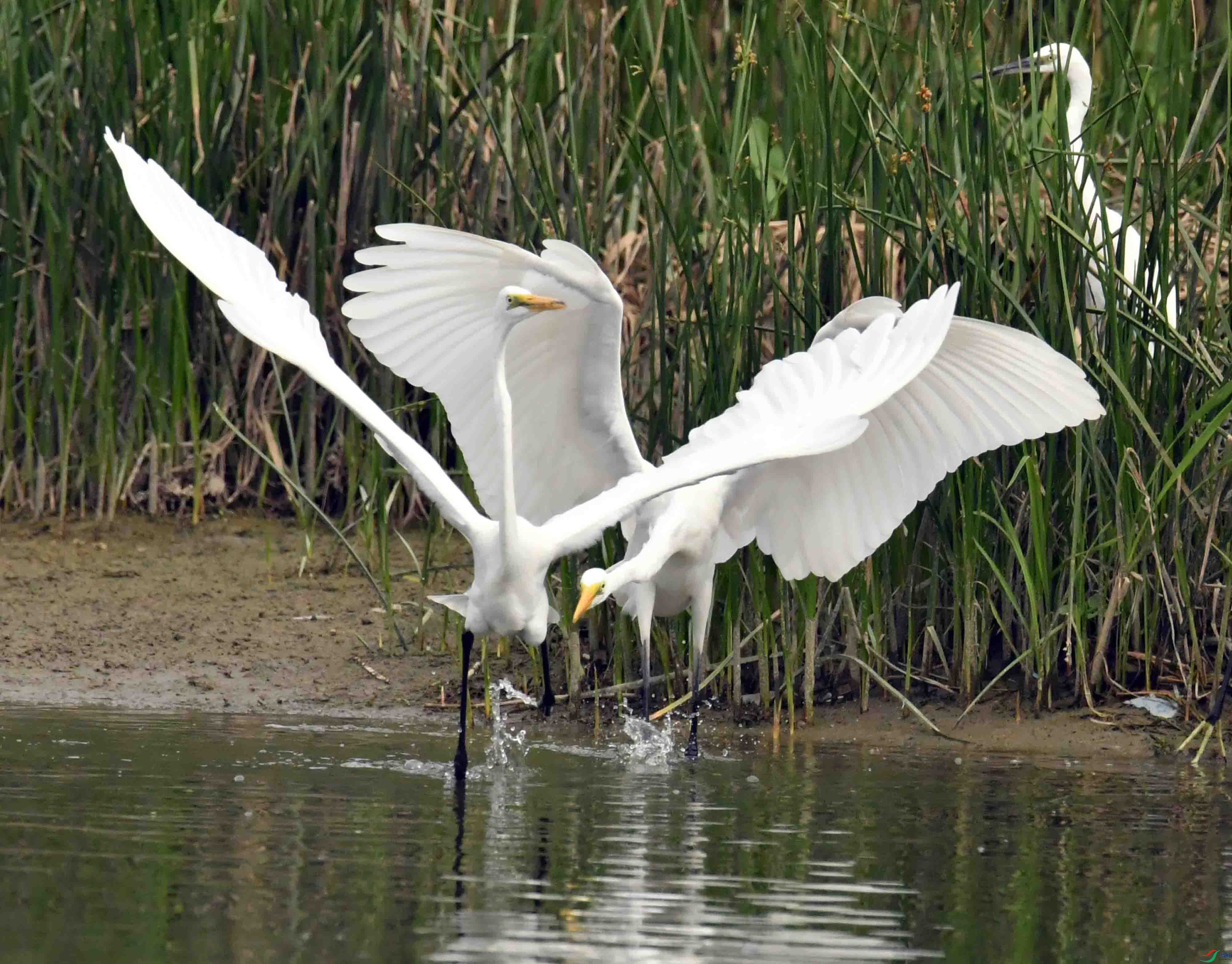 DSC_6619.JPG