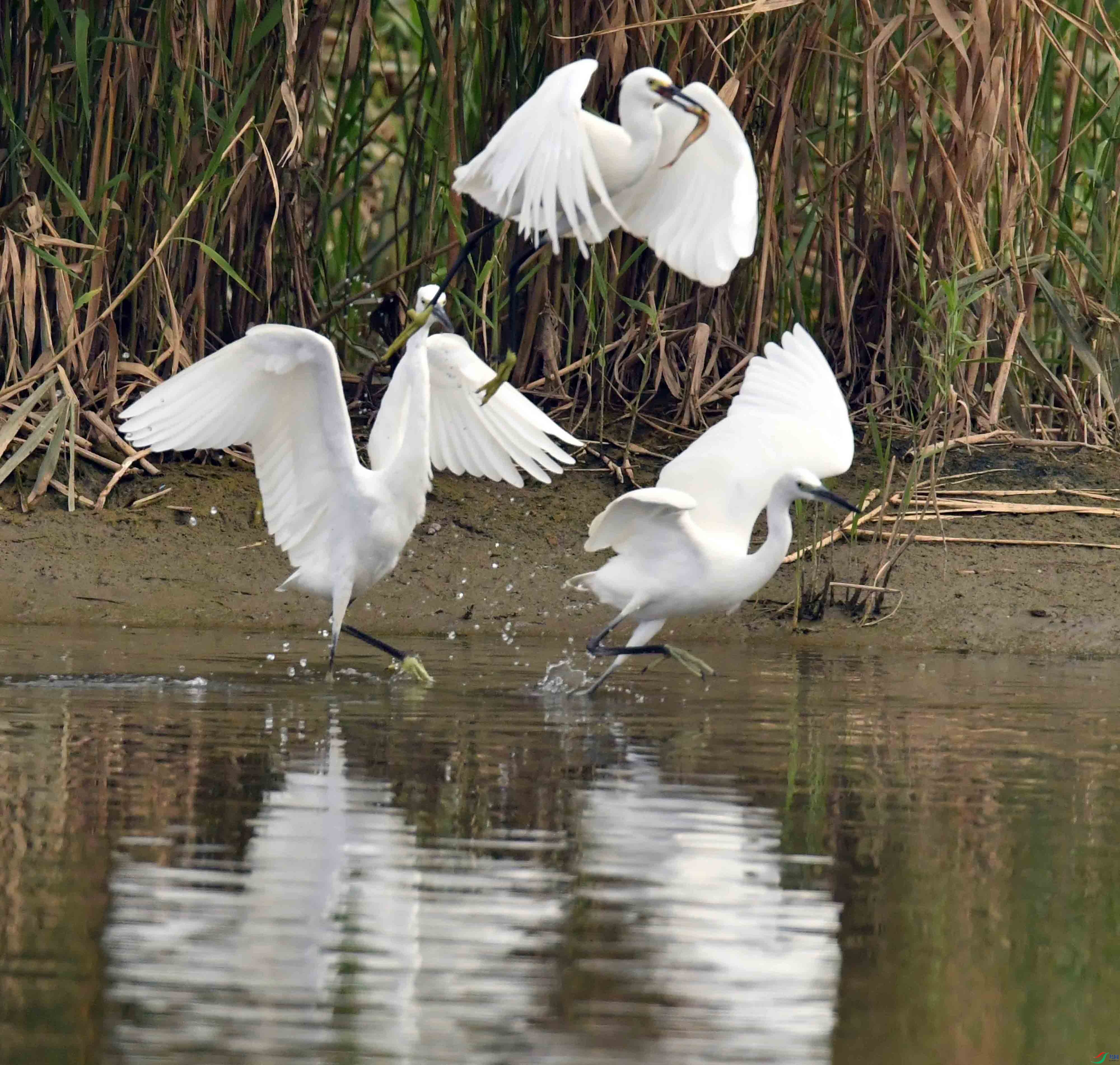 DSC_6655.JPG