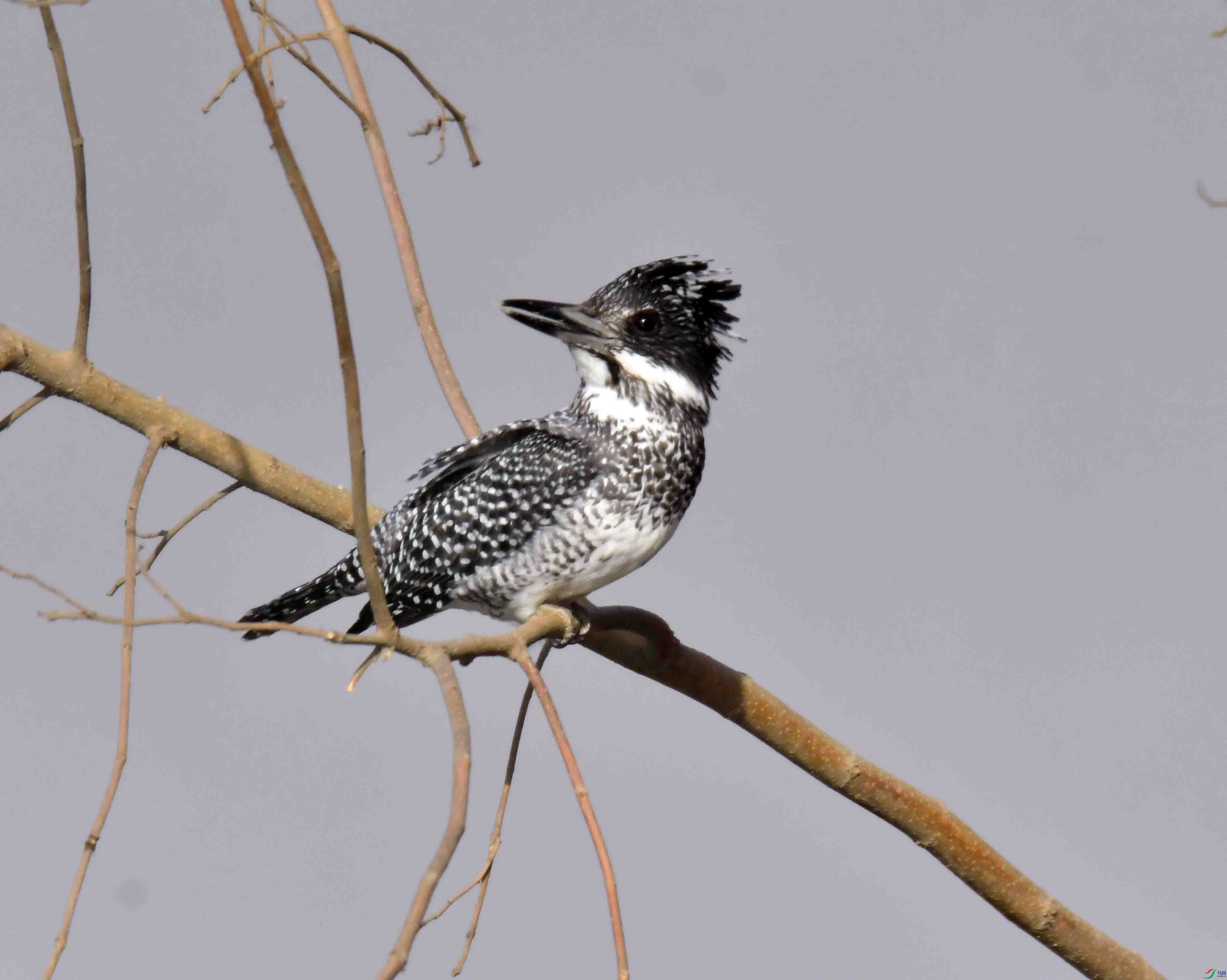 DSC_9603.JPG