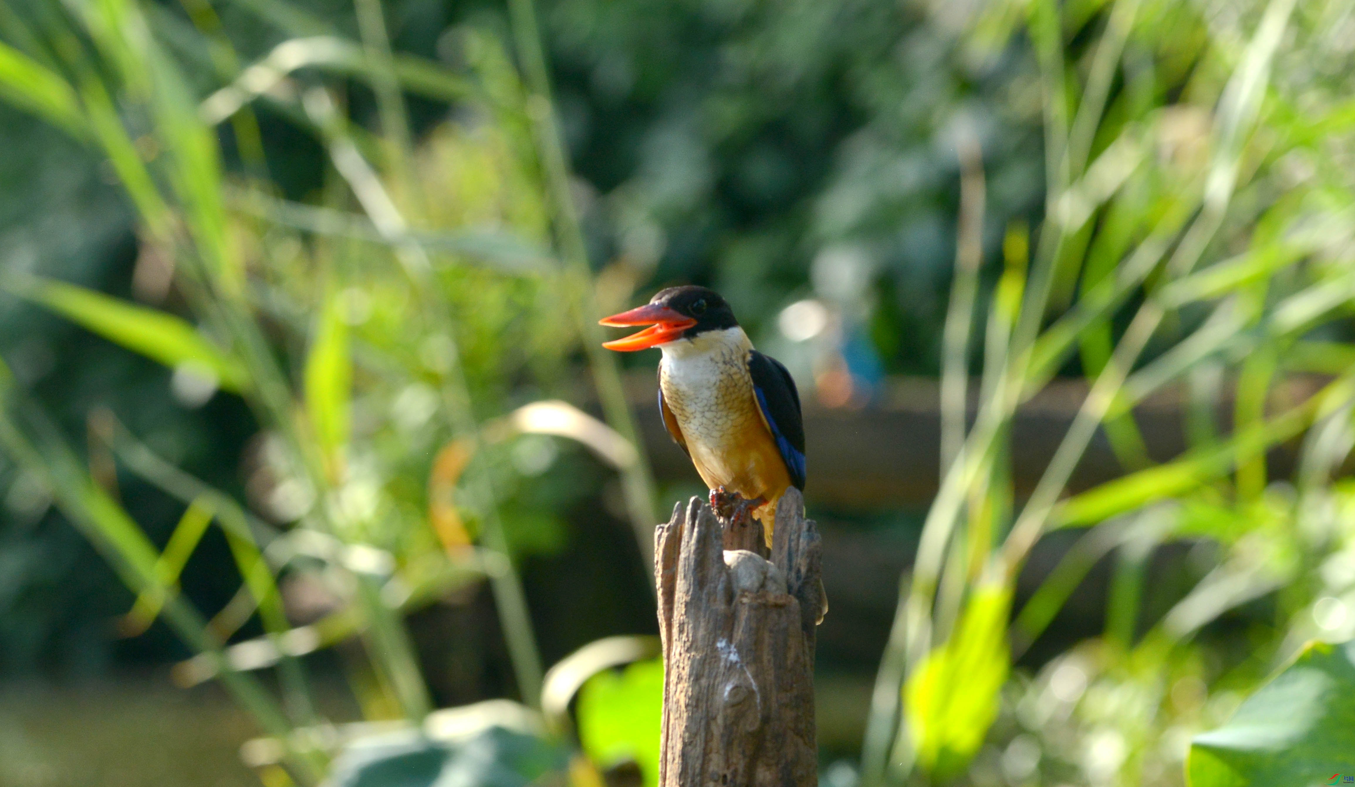 DSC_3456.jpg