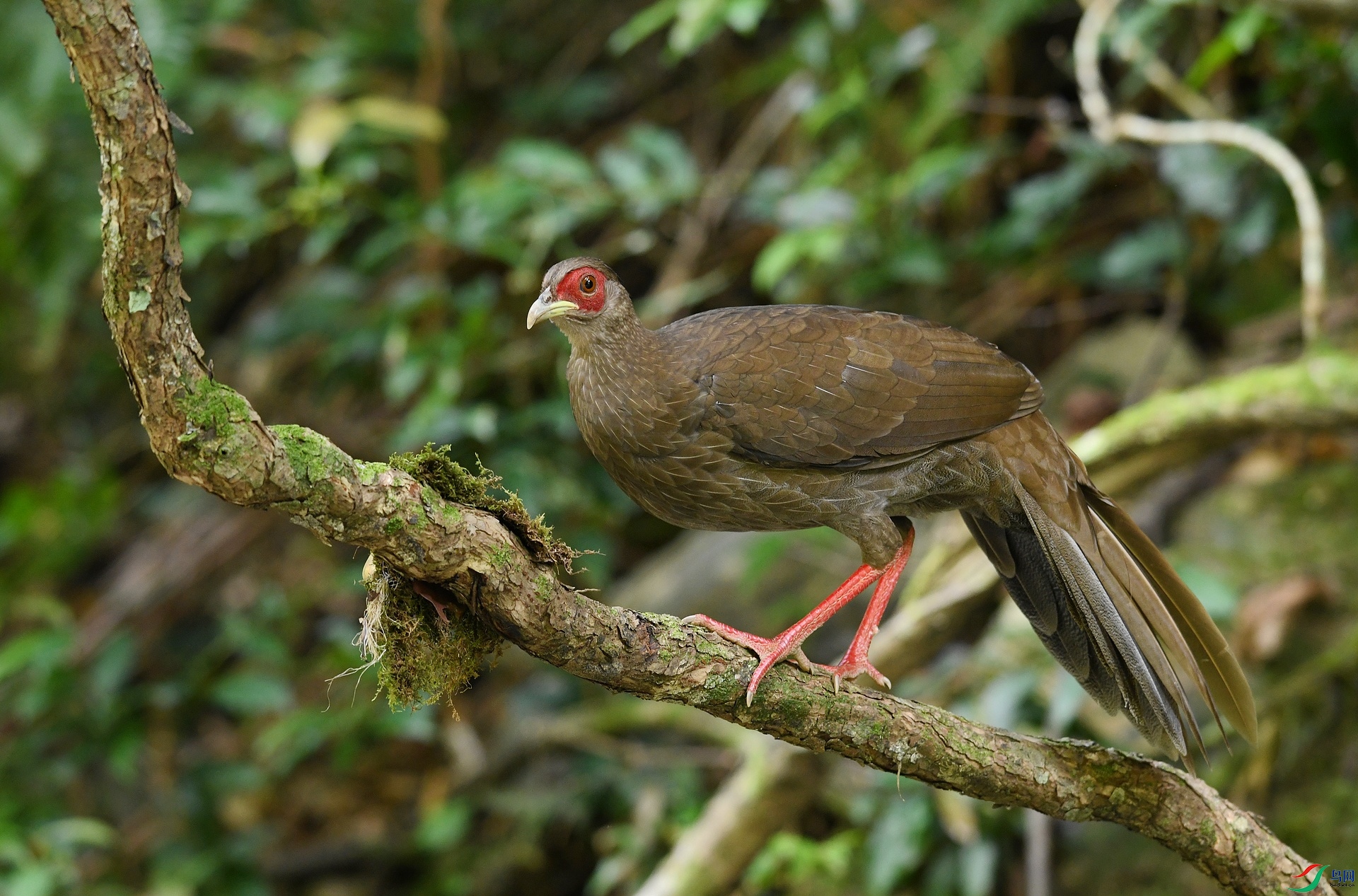 DSC_2447.jpg