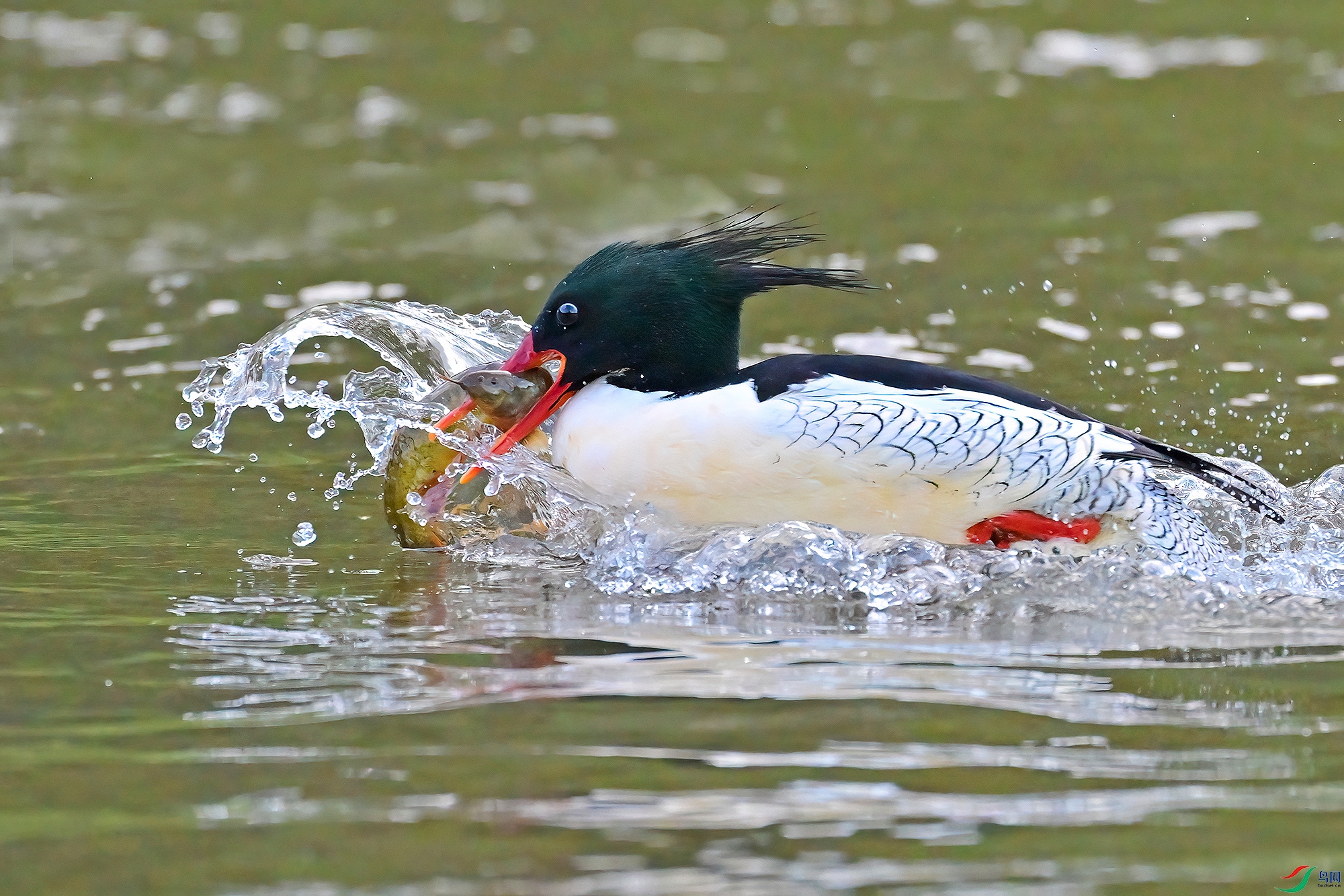 DSC_4996-V.jpg