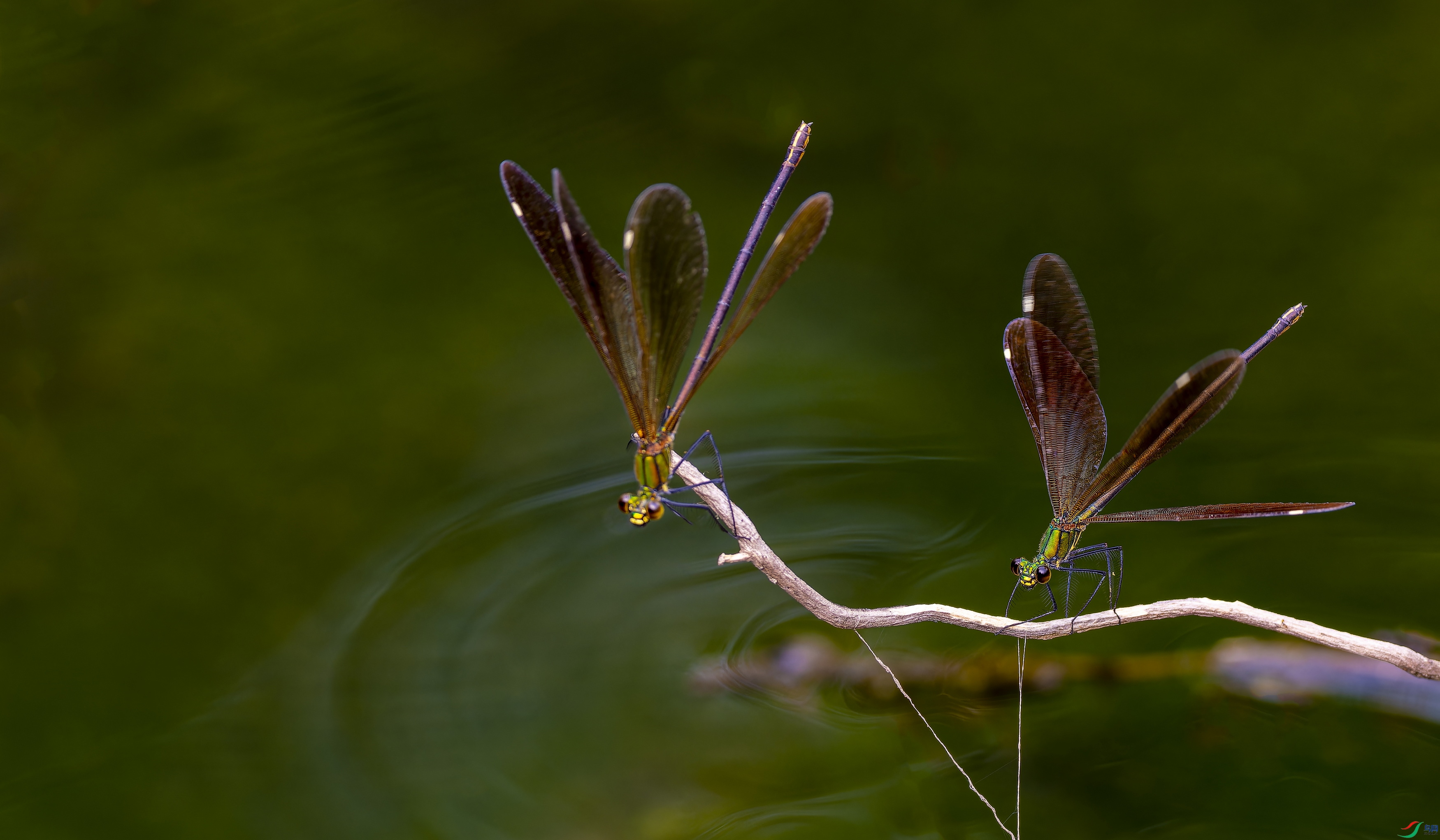 P8270729-2-1.jpg