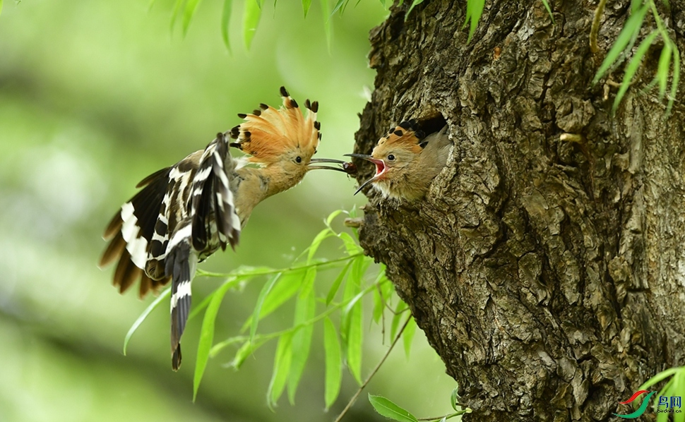 �����Ŧ����