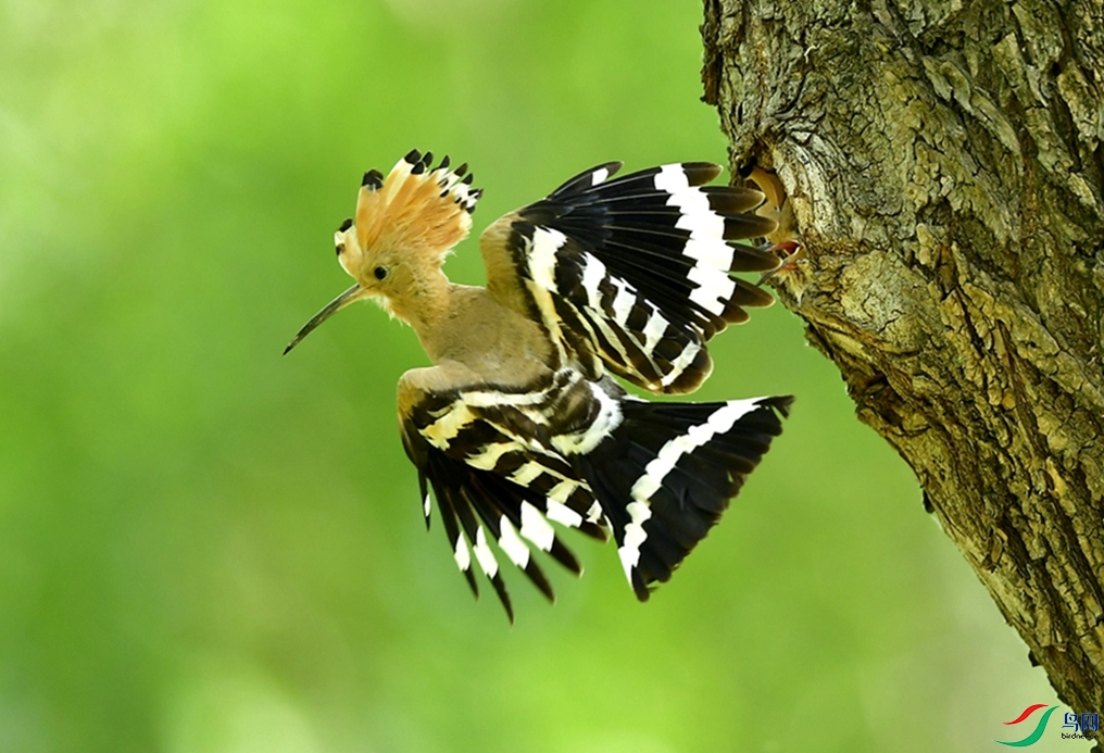 ��ȥȥ������