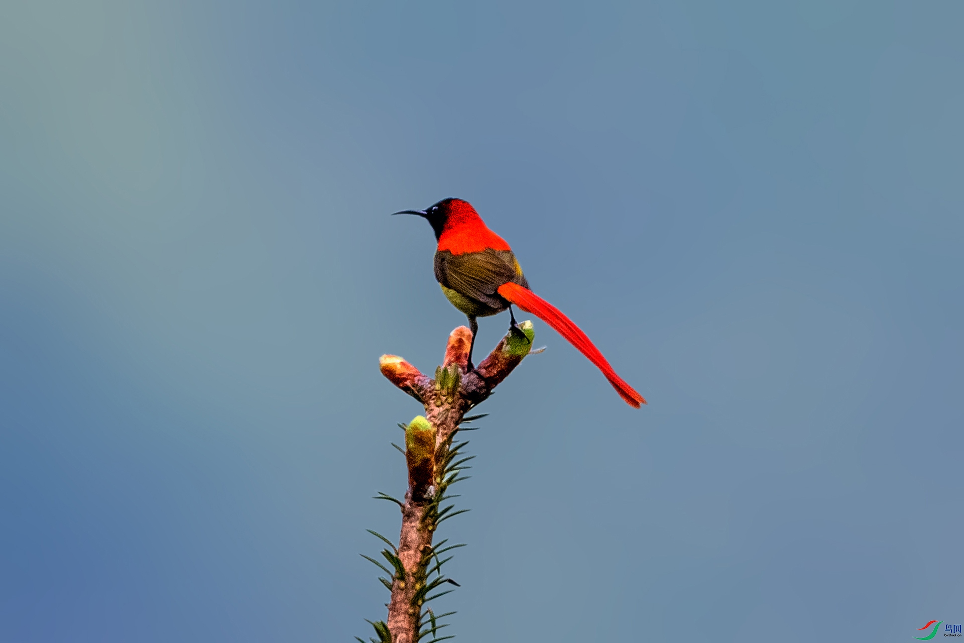 _AUU4459 ��β̫����(25.6.12).jpg