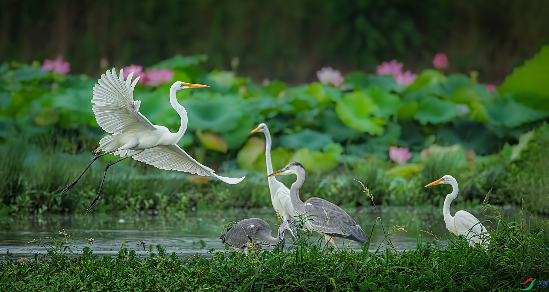 ��ӭ����