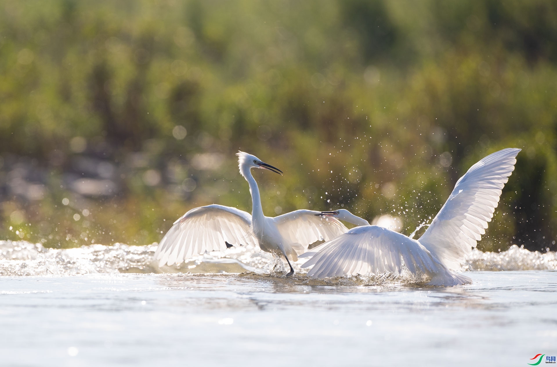 8.14����������ʦ��Ʒ   ˮ�п�ս ��ף���ٻ��Ա������.jpg