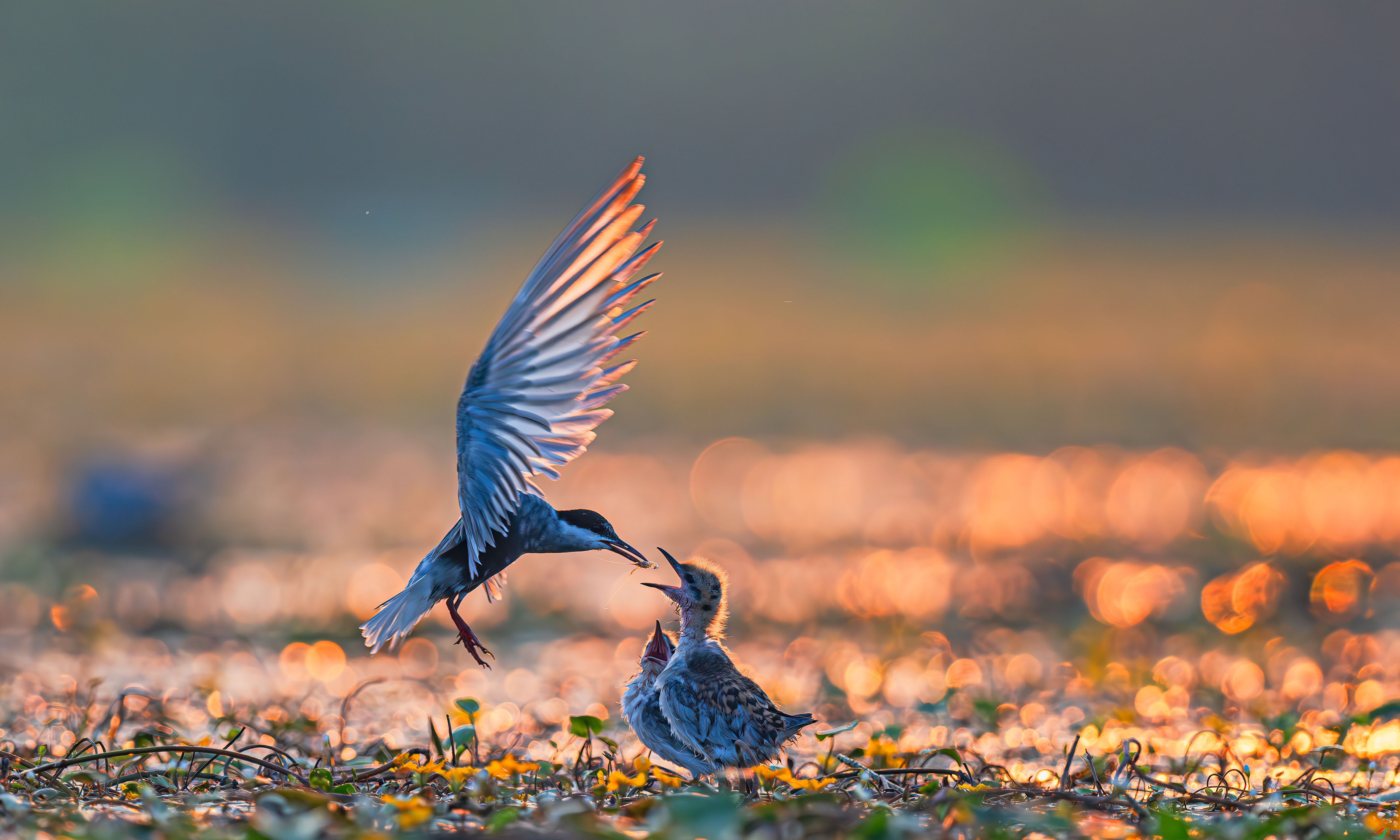 8.21����һɫYU��ʦ��Ʒ   ���Ͳ��� ��ף���ٻ����������.jpg