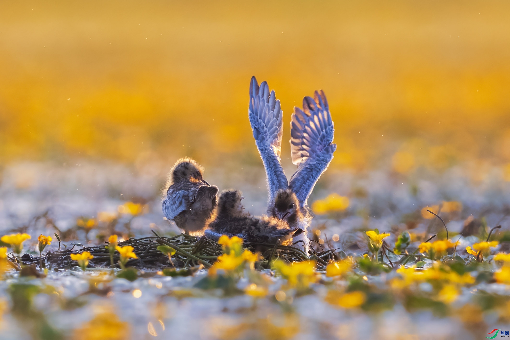 8.25��֦ͷ��ʦ��Ʒ   �ҳḡŸ ��ף���ٻ�ÿ�ռ�����.jpg