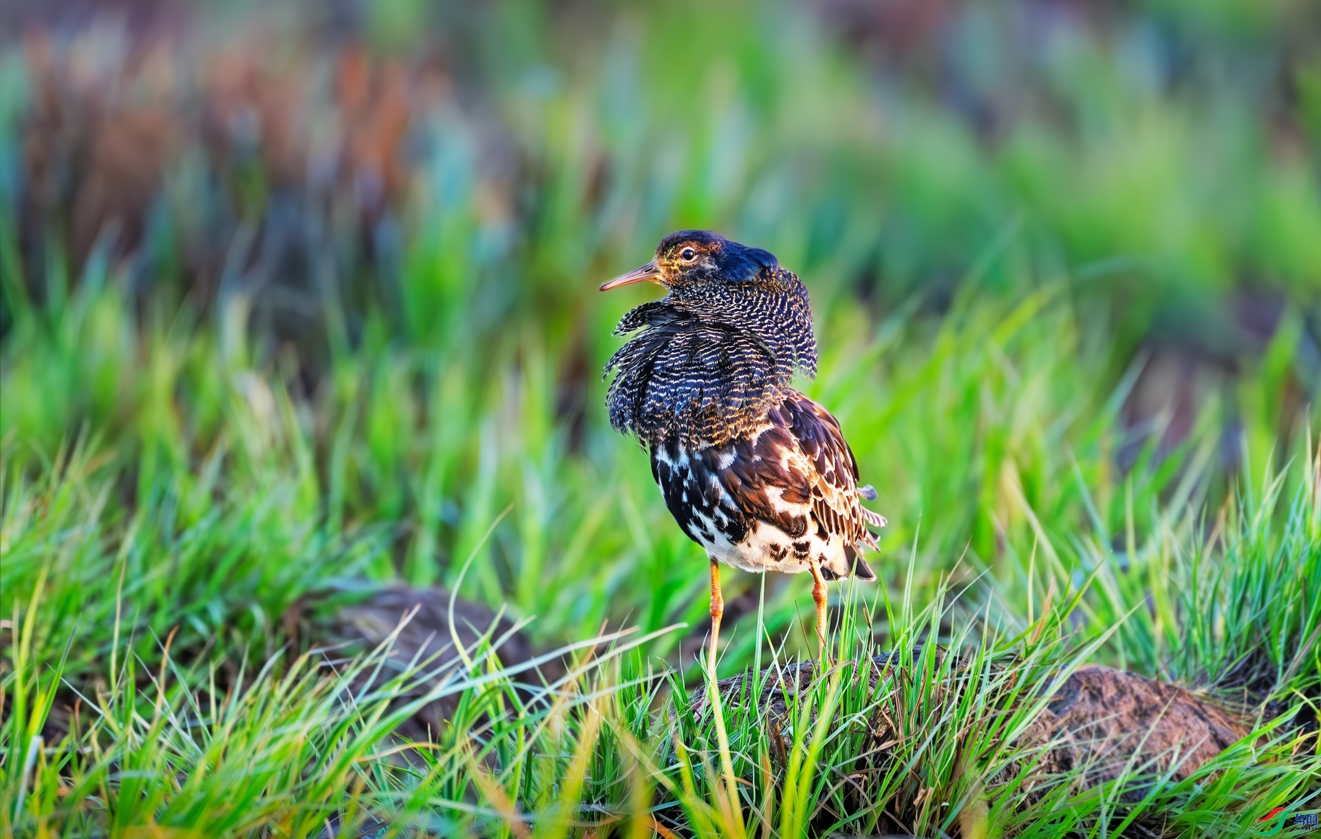 8.23������ͯ��ʦ��Ʒ   �峿����Ӱ ��ף���ٻ���Ӱʦ������.jpg