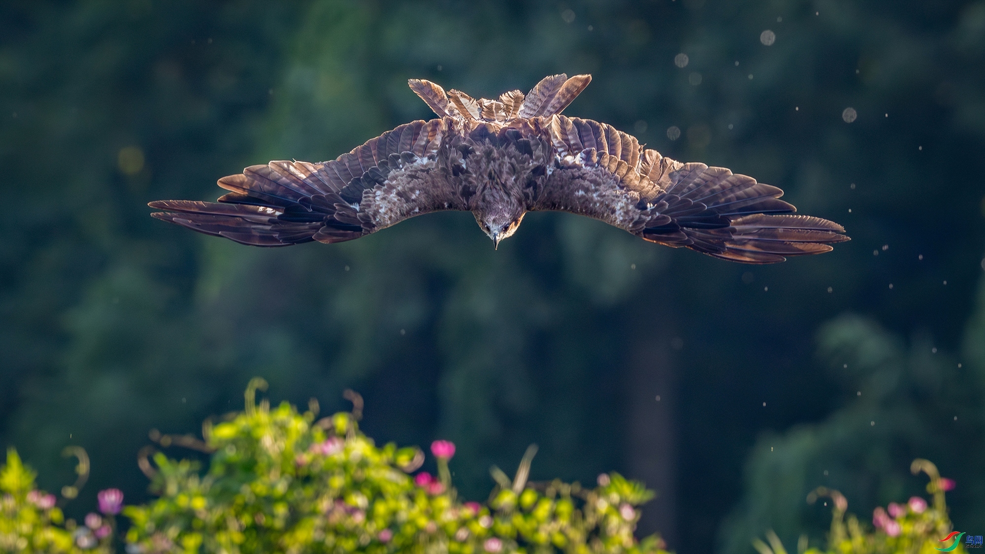 8.19Դ����Ȼ��ʦ��Ʒ   �����ٸ��塿 ��ף���ٻ����������.jpg