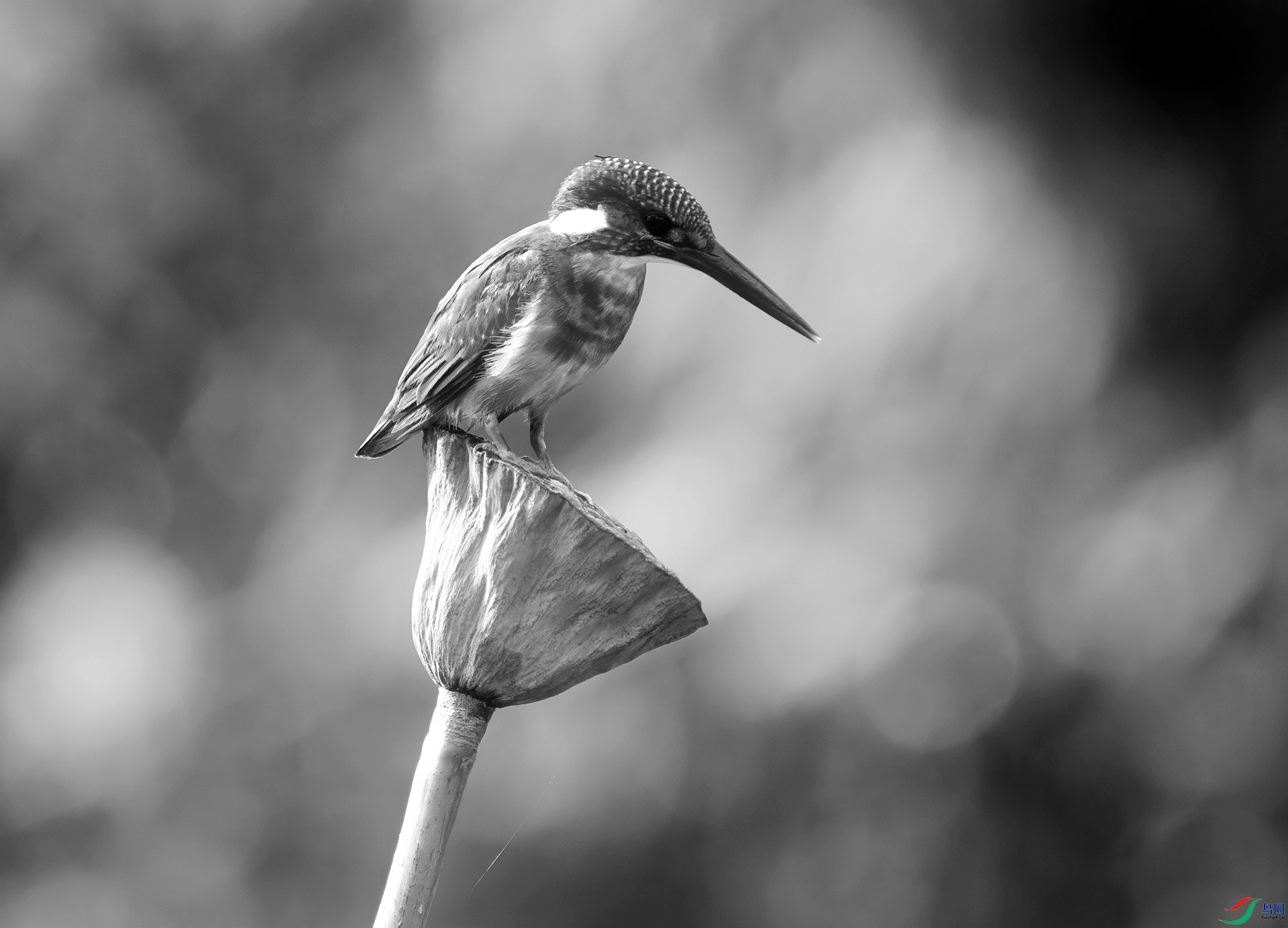 DSC01952 ����_����.jpg