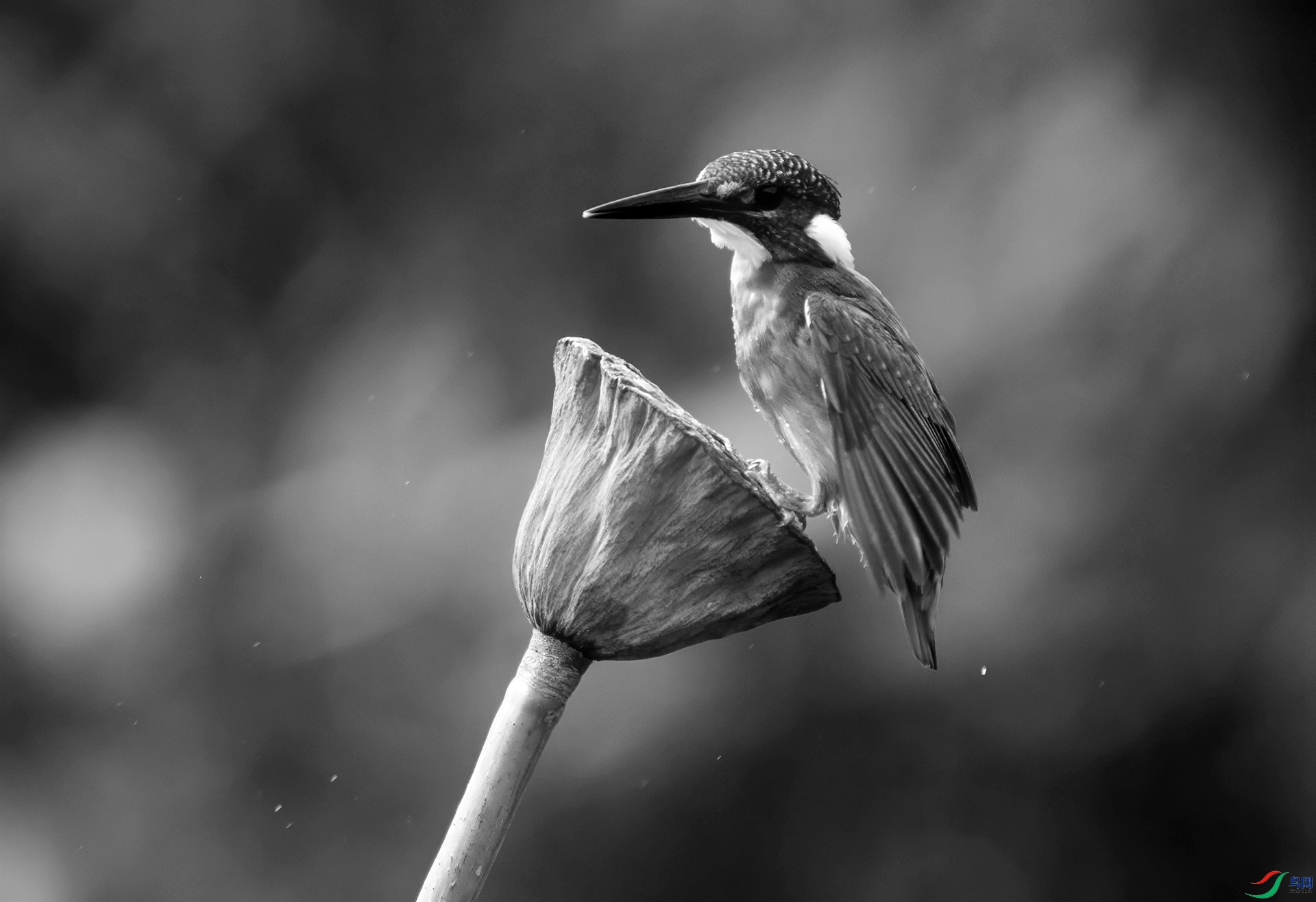 DSC01959 ����_����.jpg