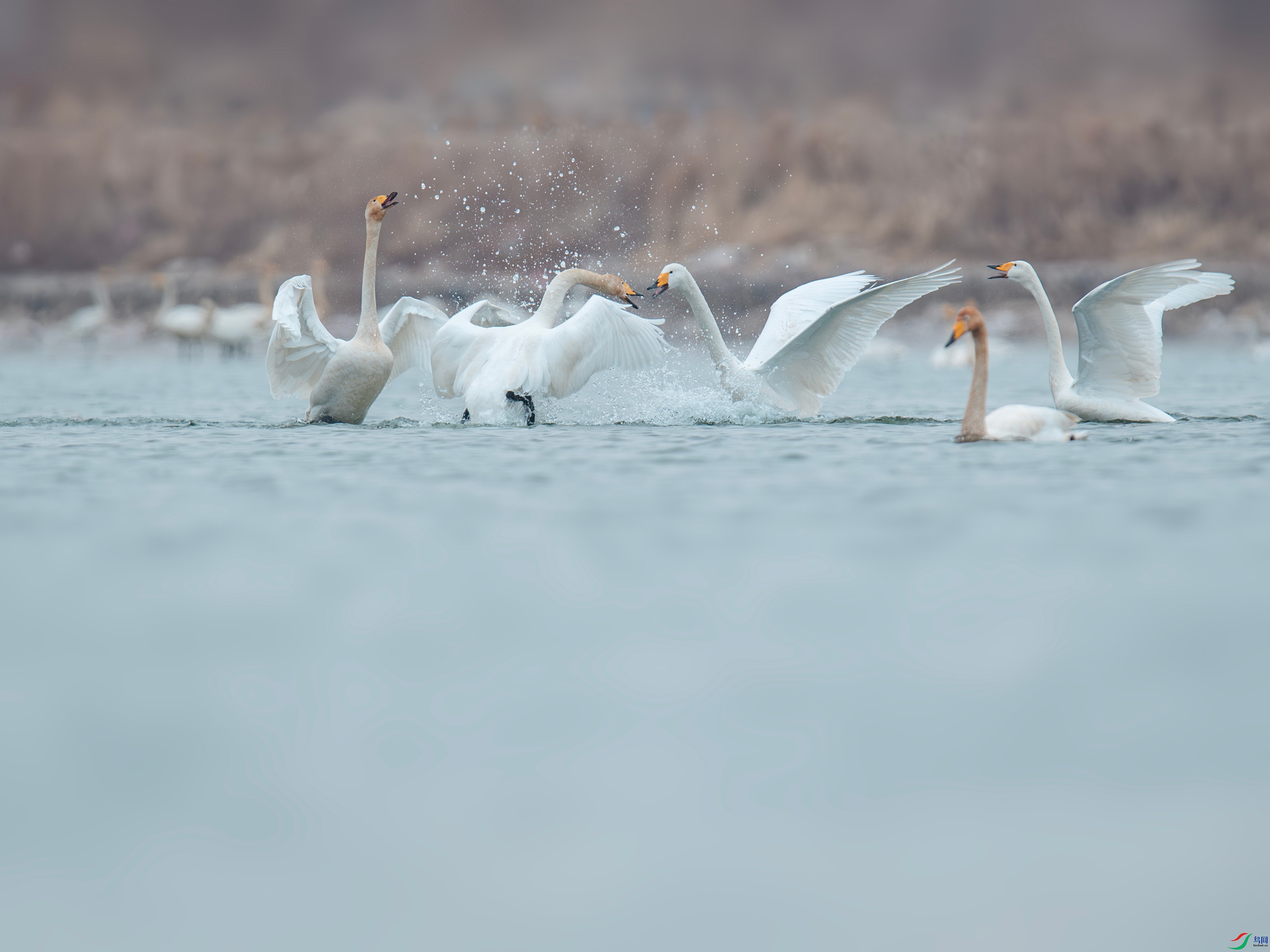 _DSC7020-����ǿ-NR_����.jpg