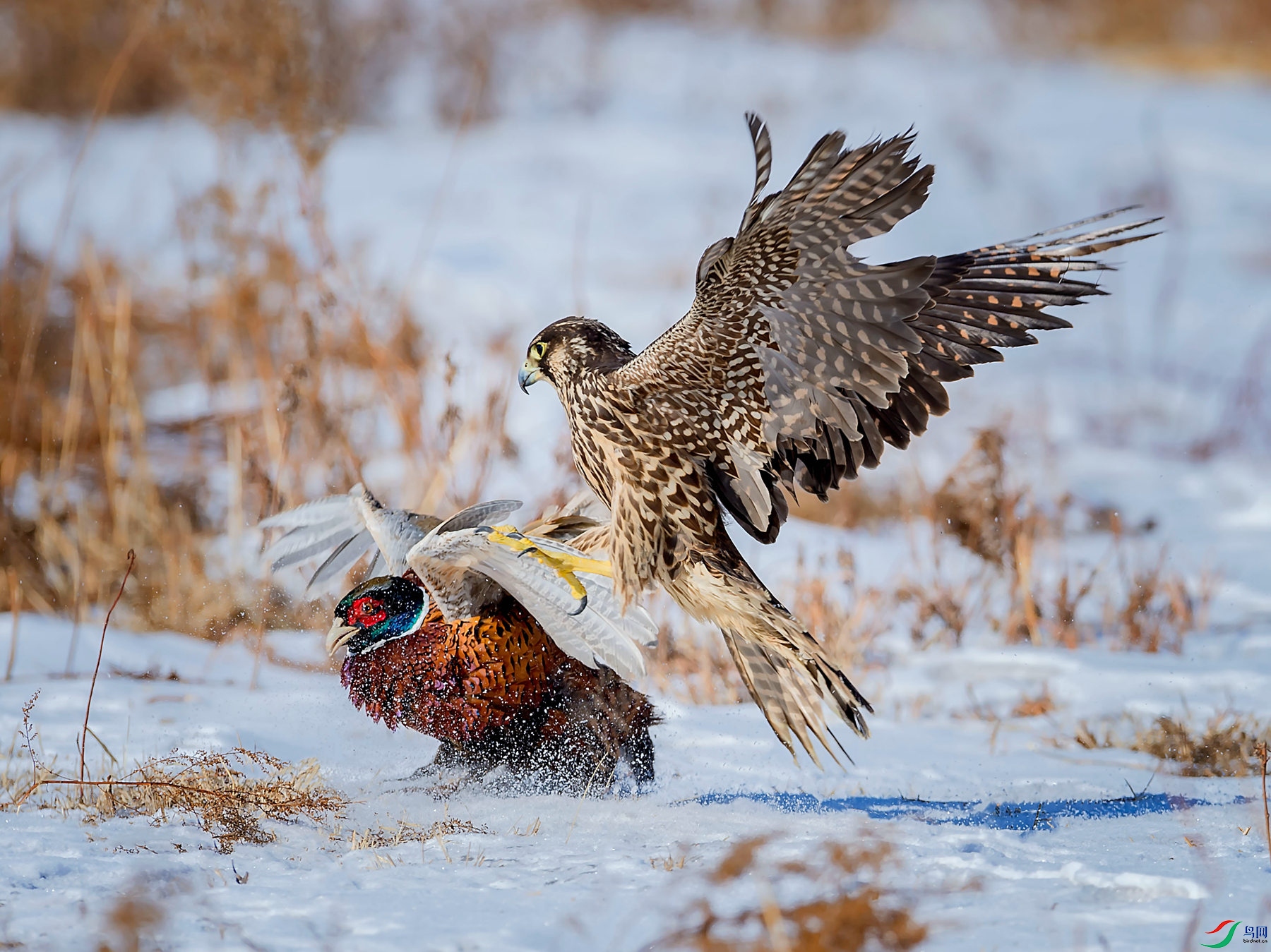 _DSC4947_����.jpg
