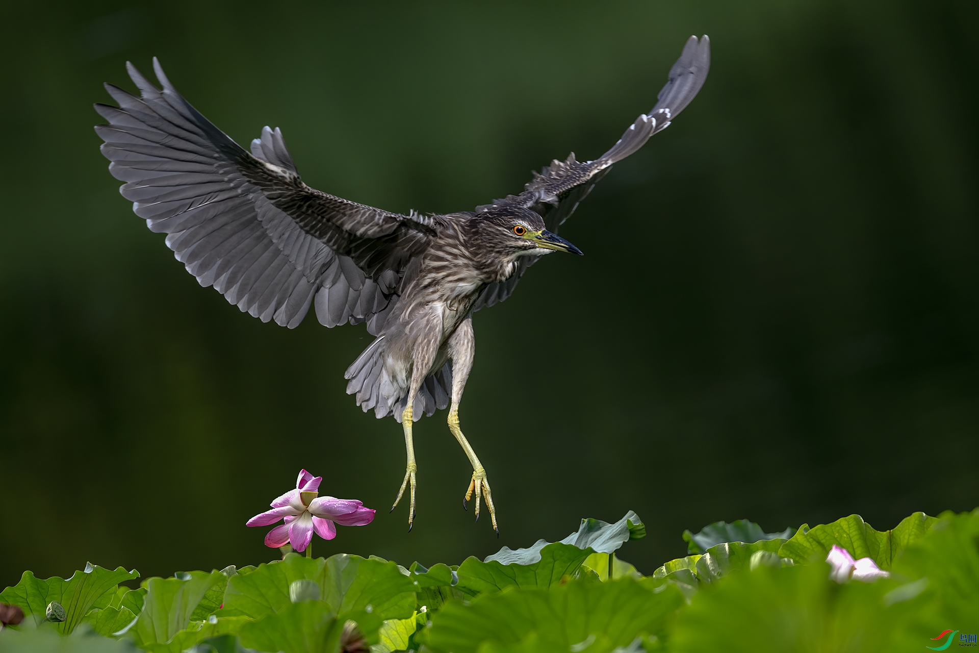 DSC_3711-.jpg