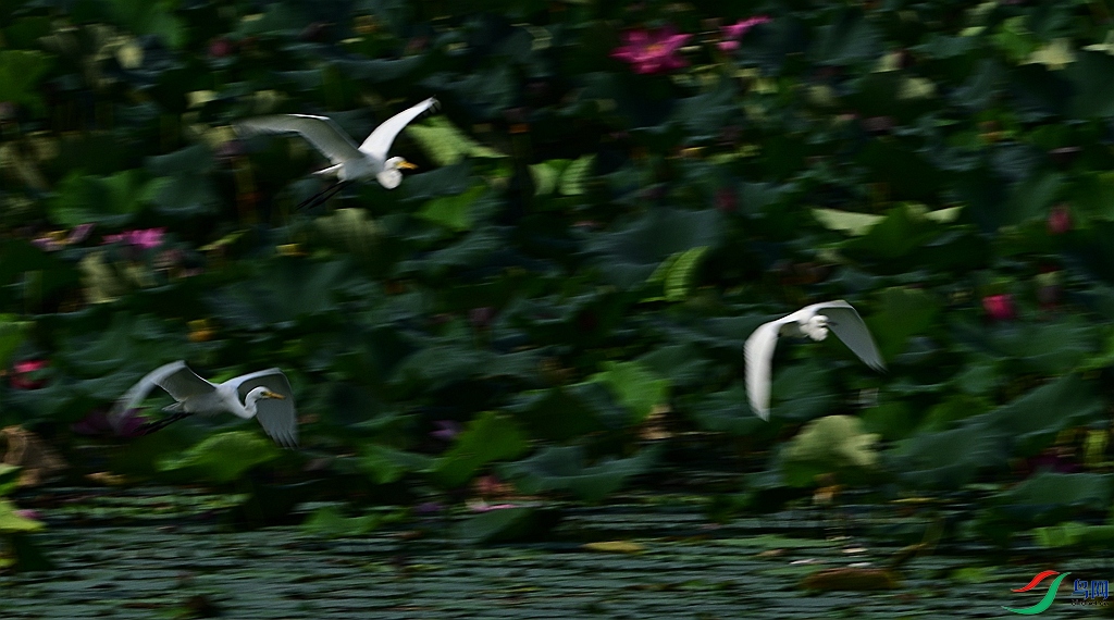DSC_7746.JPG