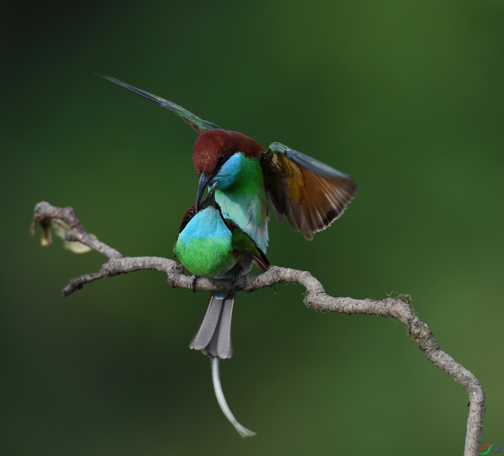 DSC_9919.jpg