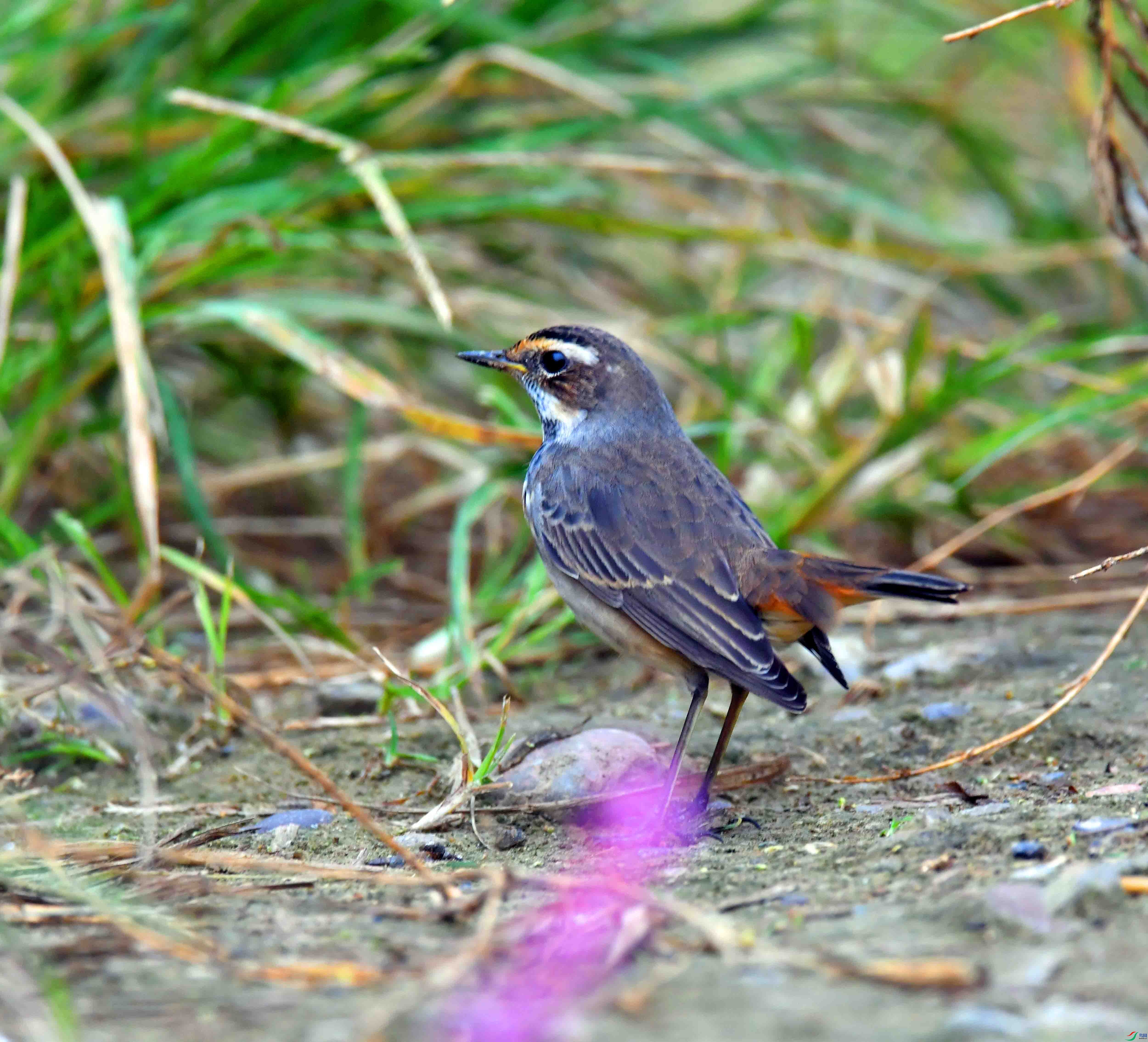 DSC_2363.JPG