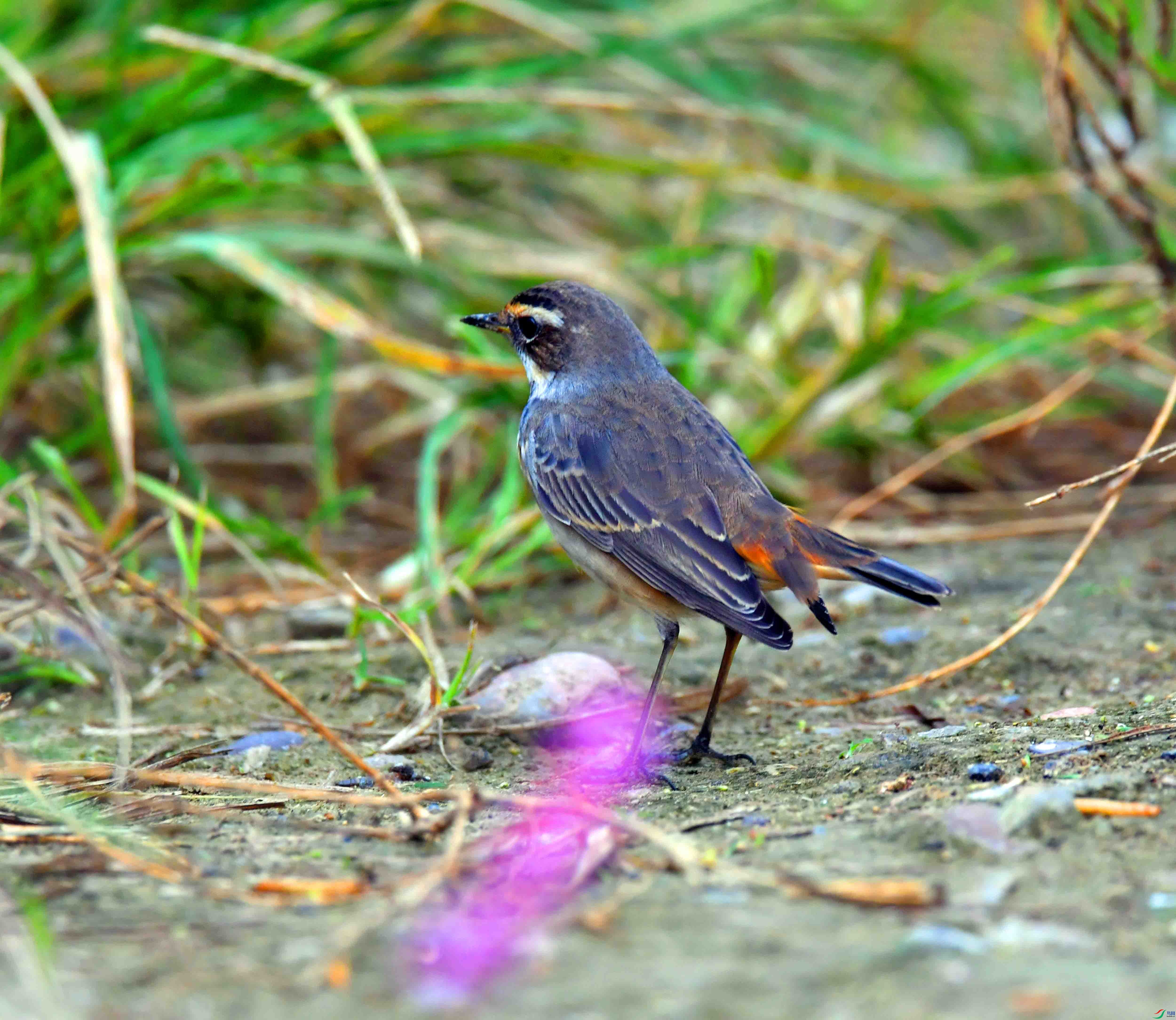DSC_2362.JPG