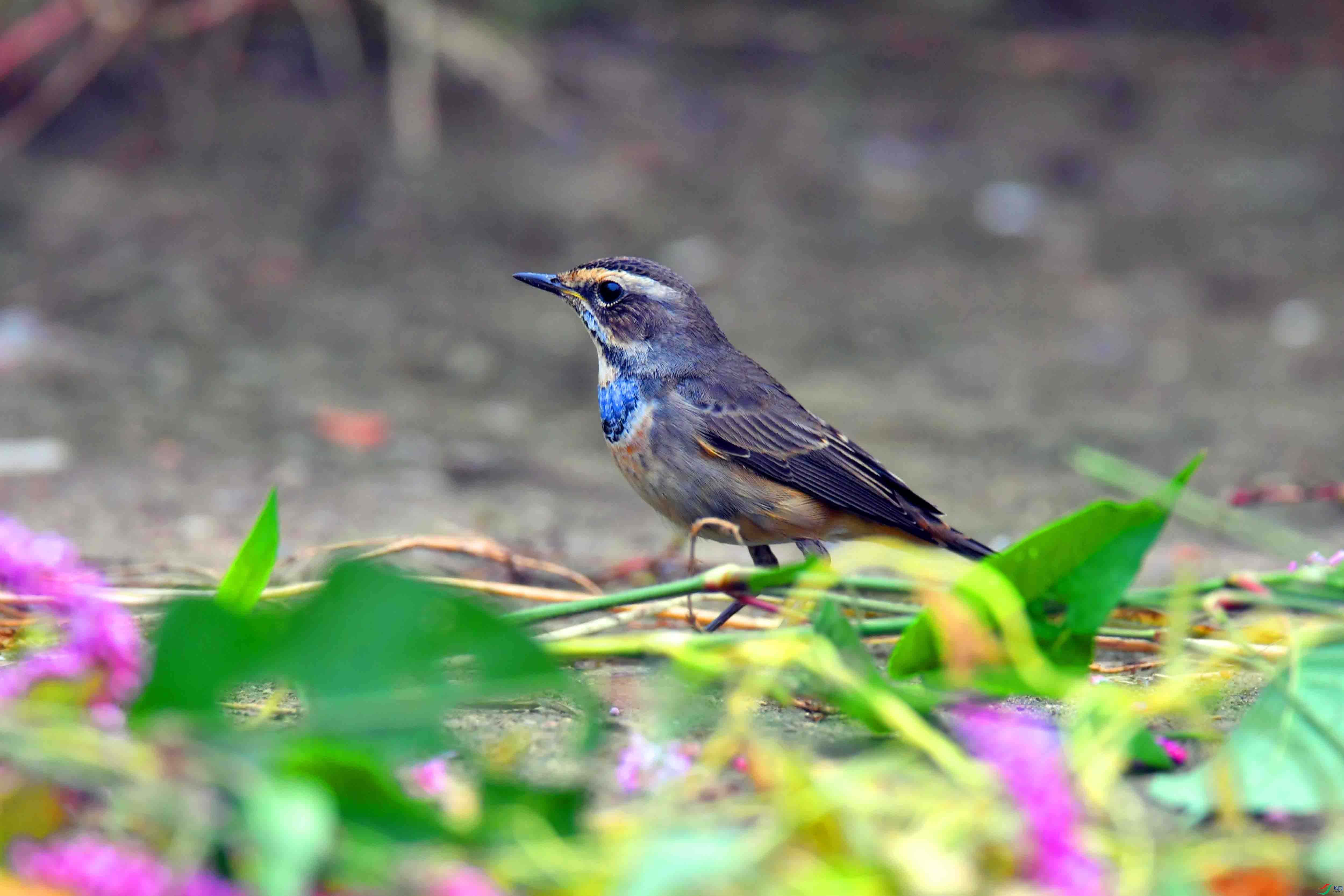 DSC_2374.JPG