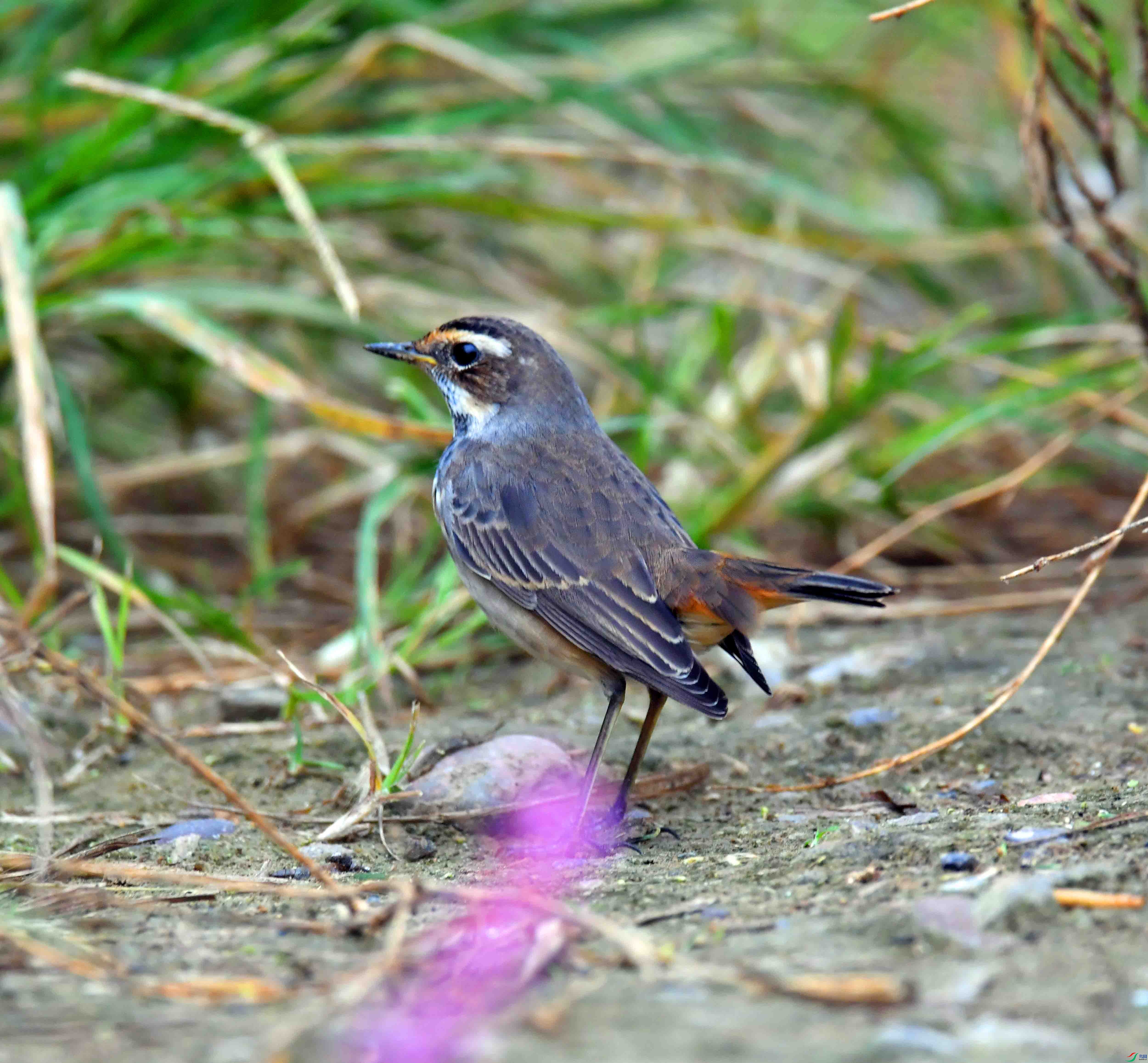 DSC_2364.JPG