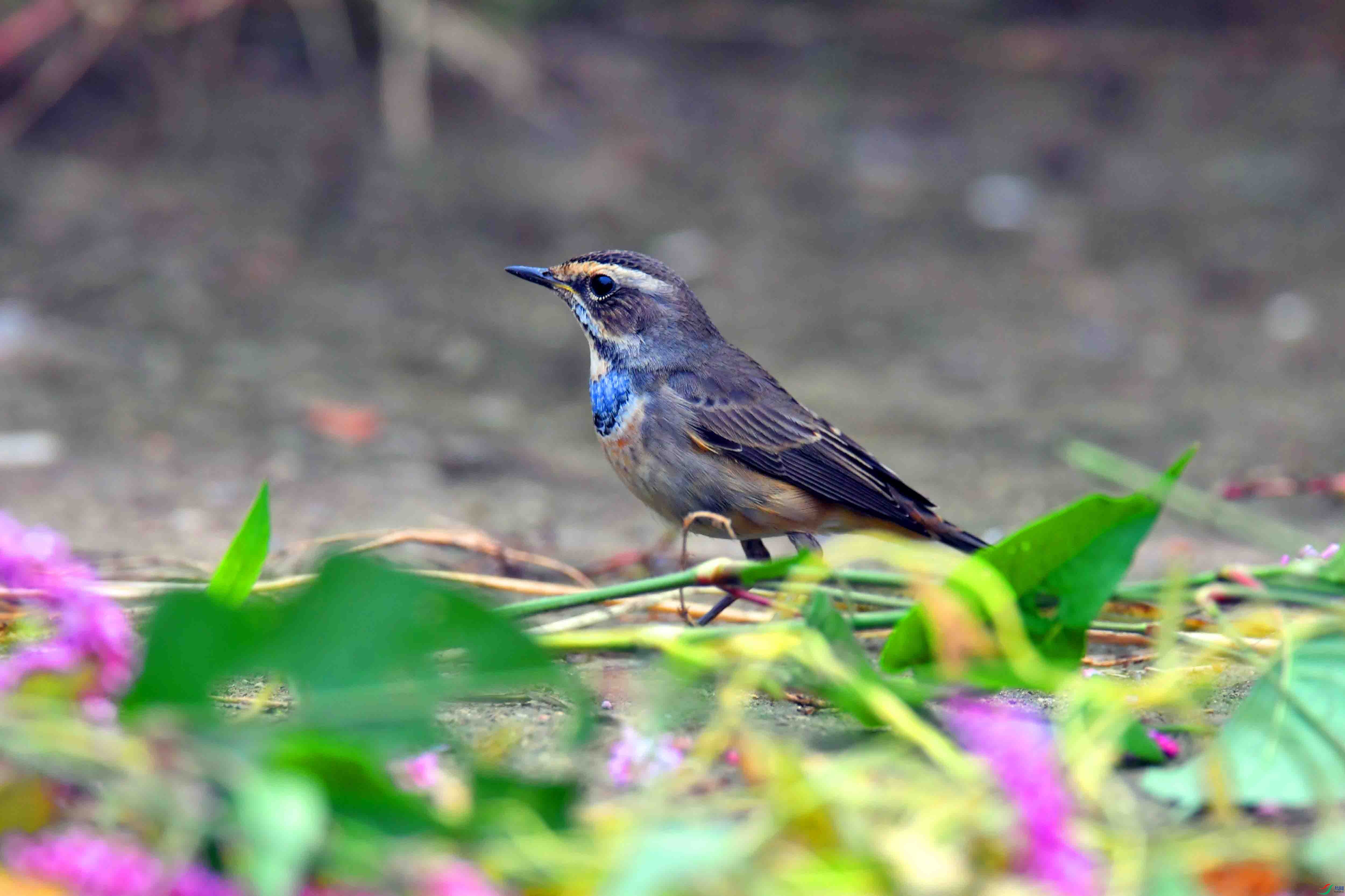 DSC_2375.JPG