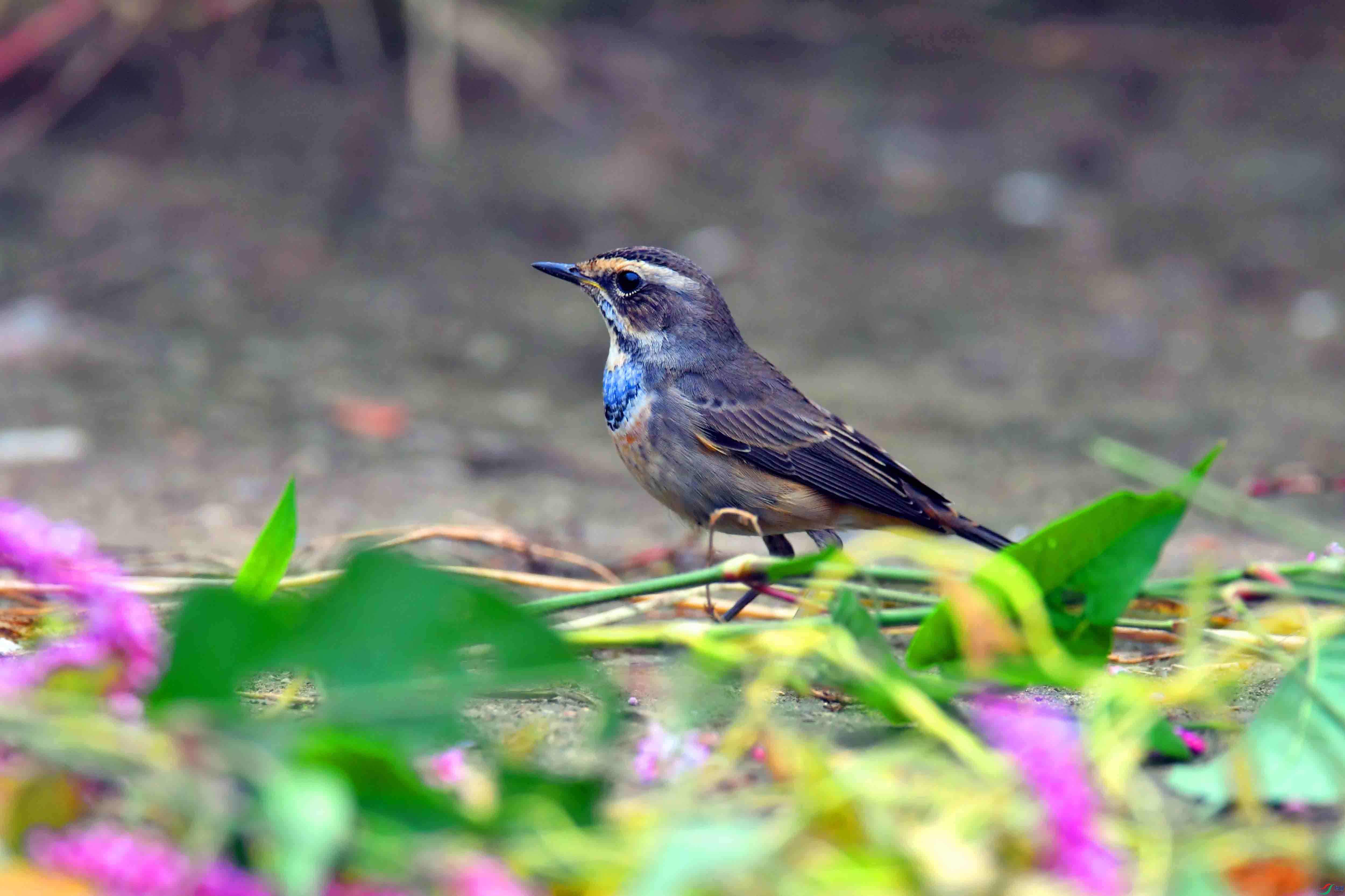 DSC_2377.JPG