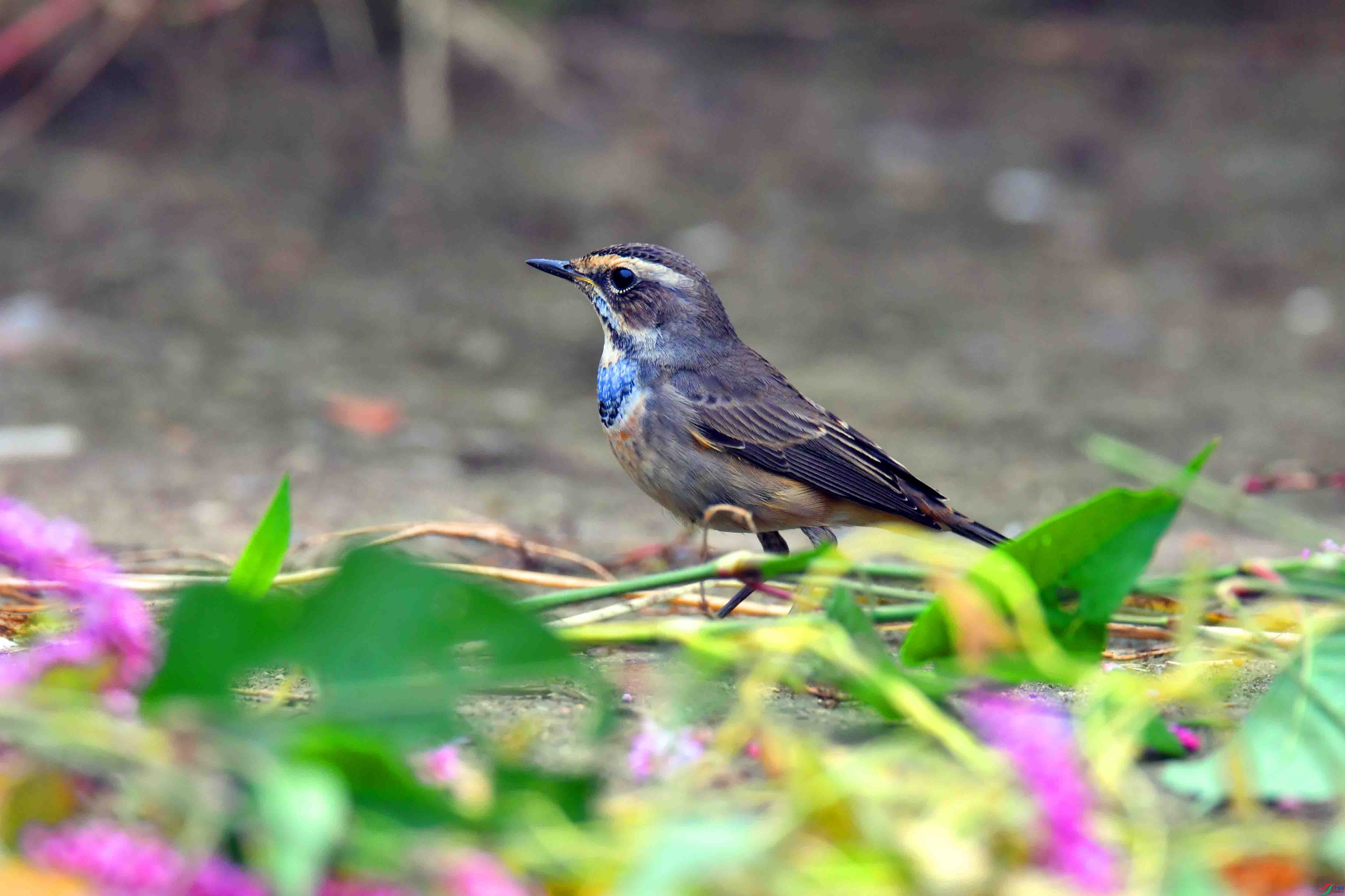 DSC_2378.JPG