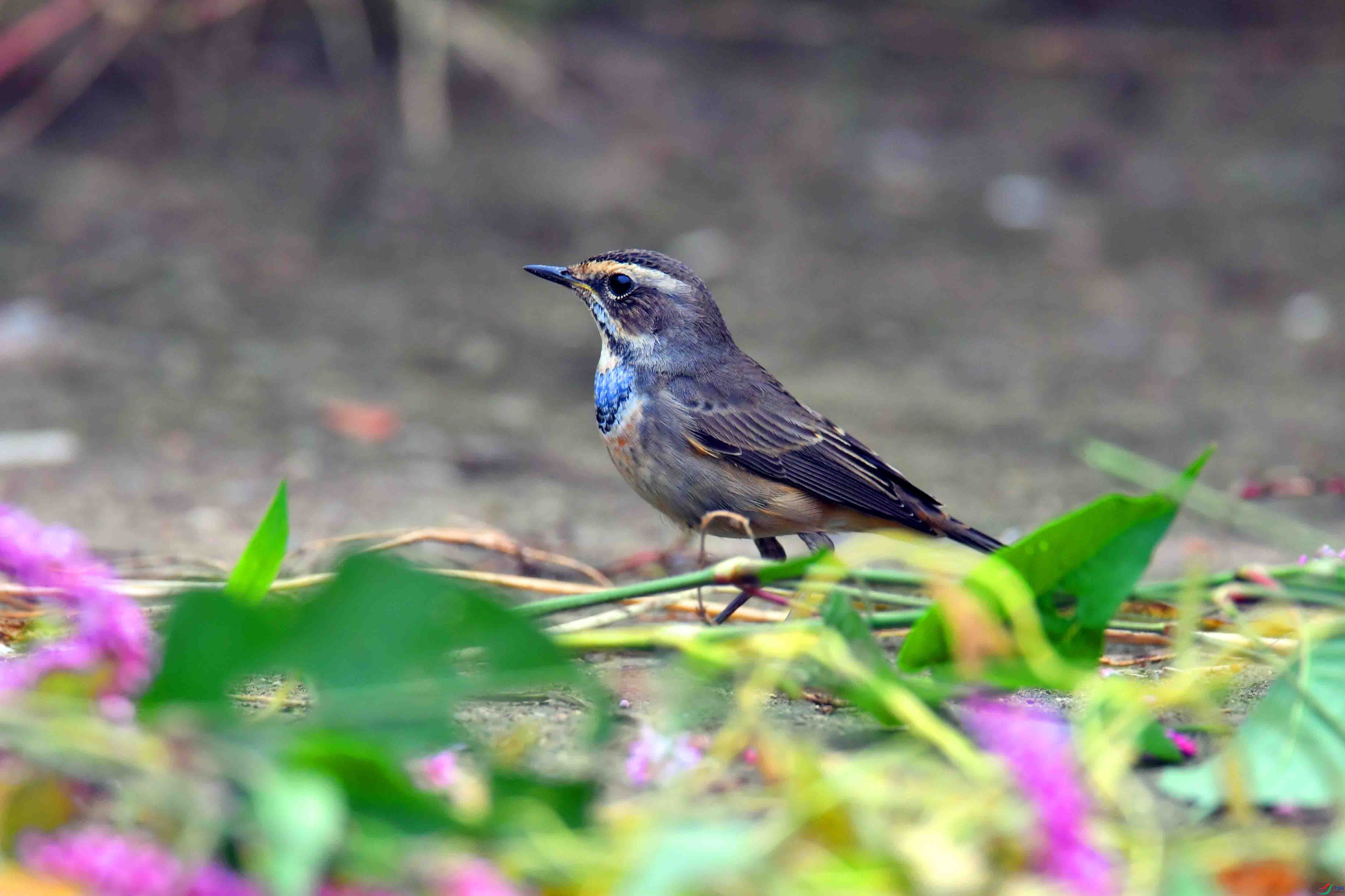 DSC_2376.JPG