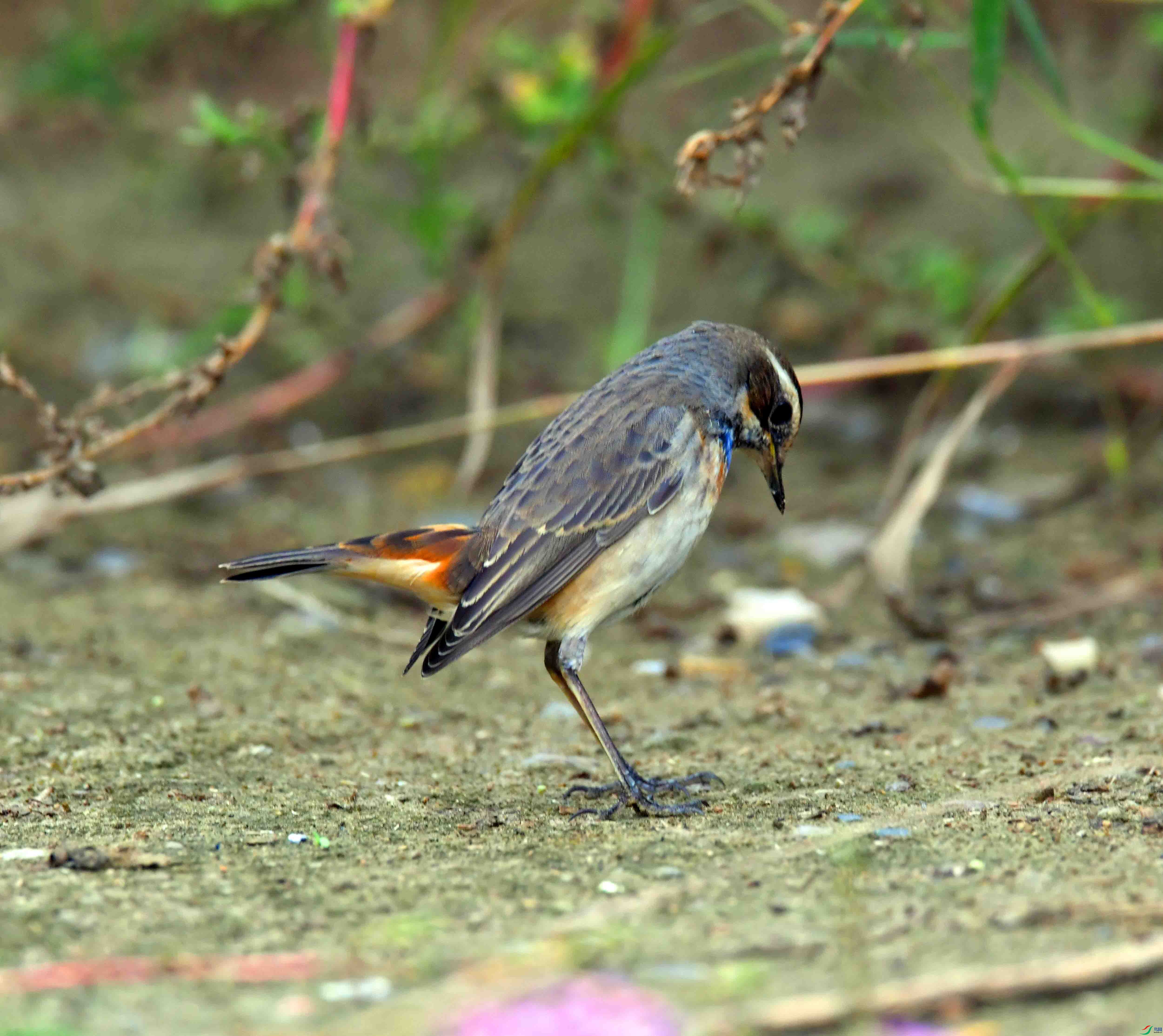 DSC_2387.JPG