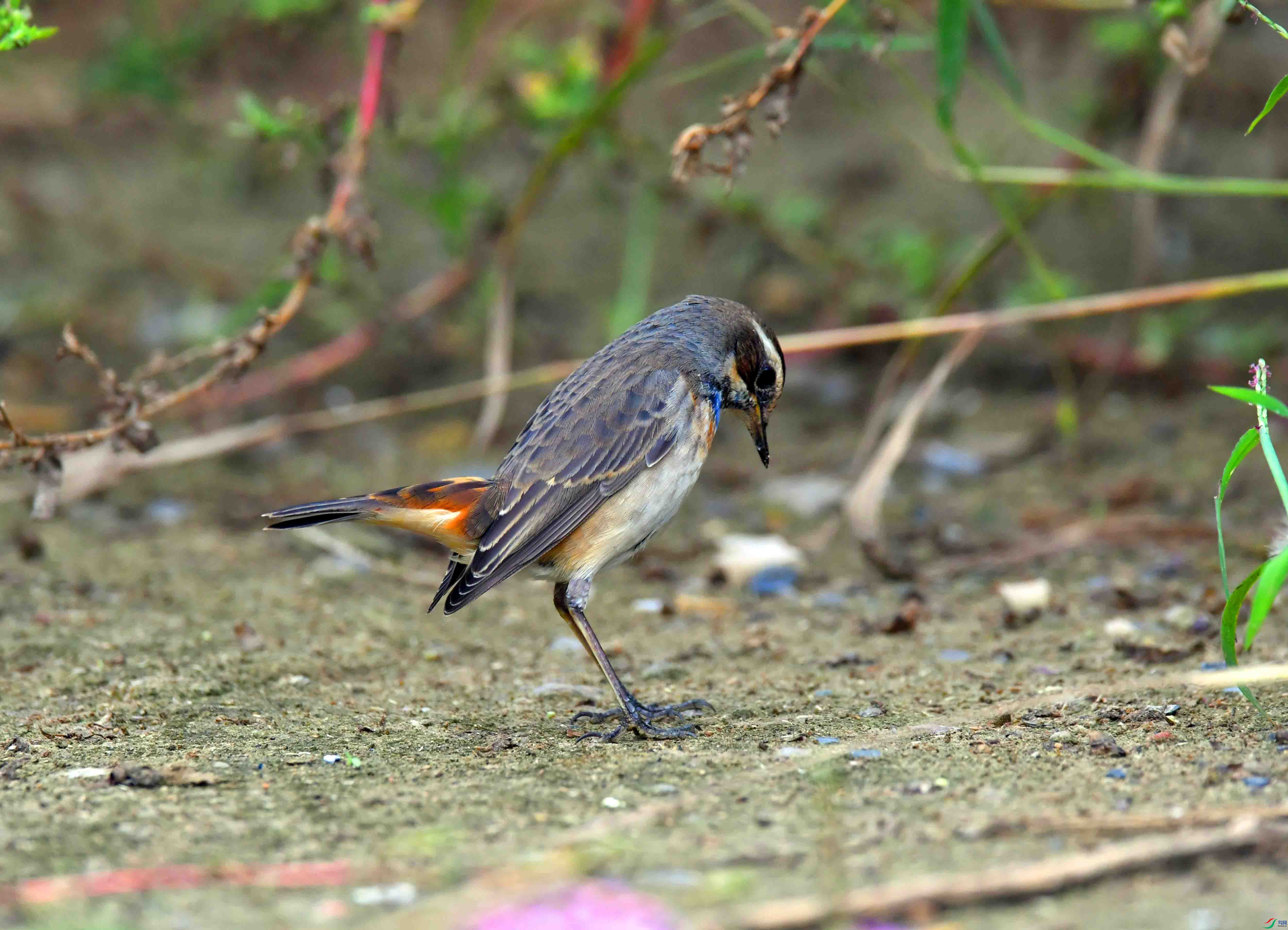 DSC_2388.JPG