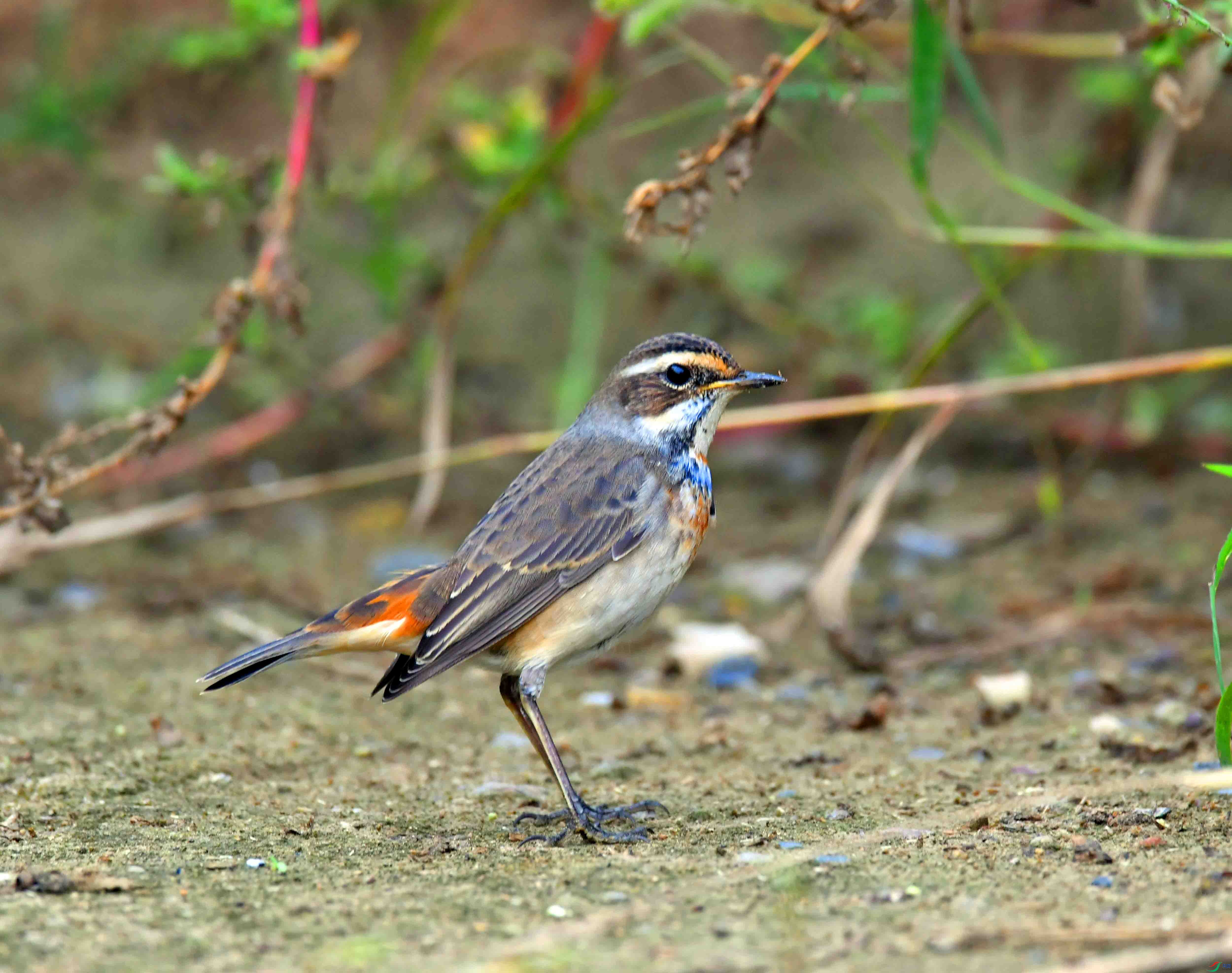 DSC_2390.JPG