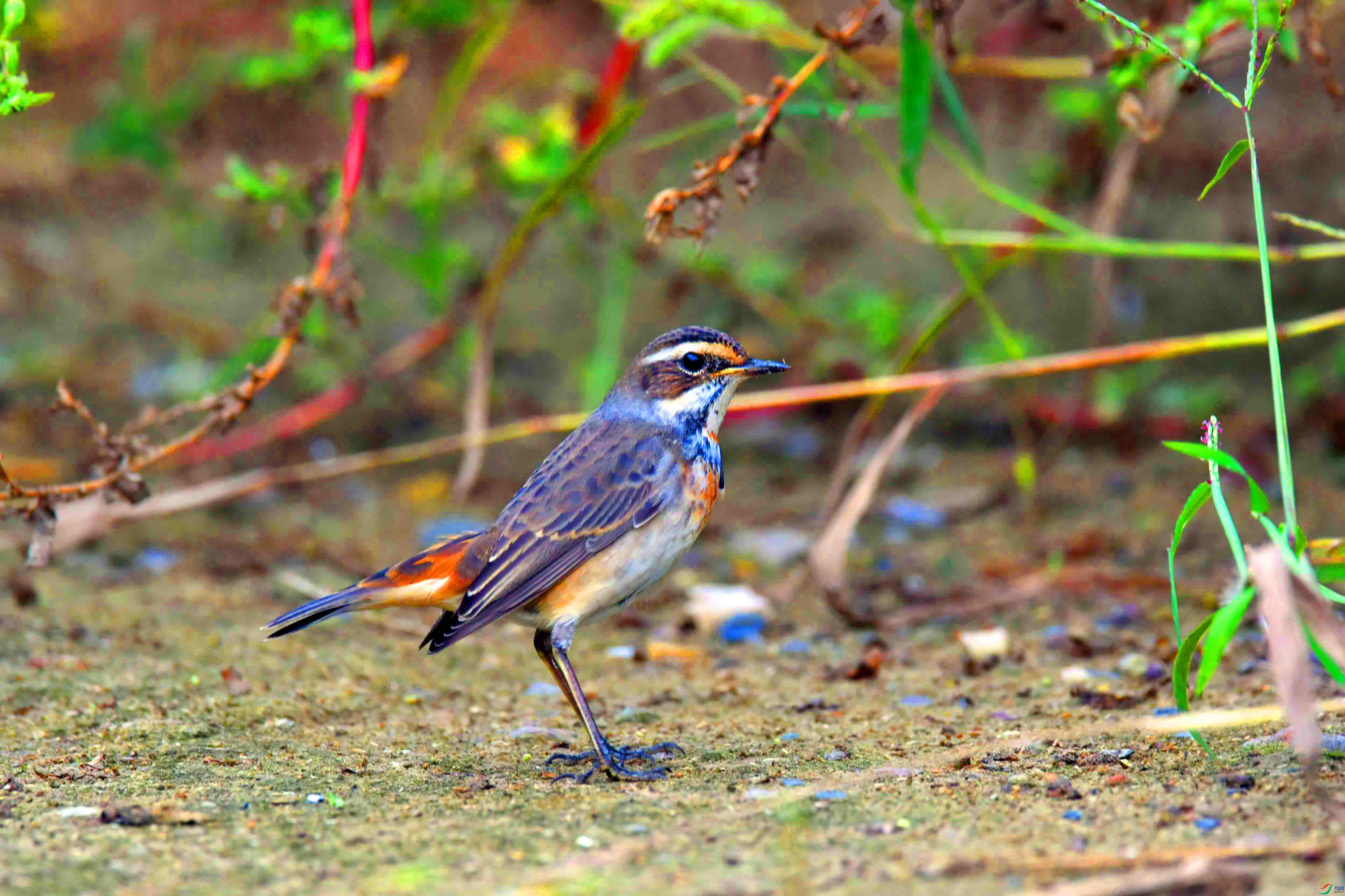 DSC_2389.JPG