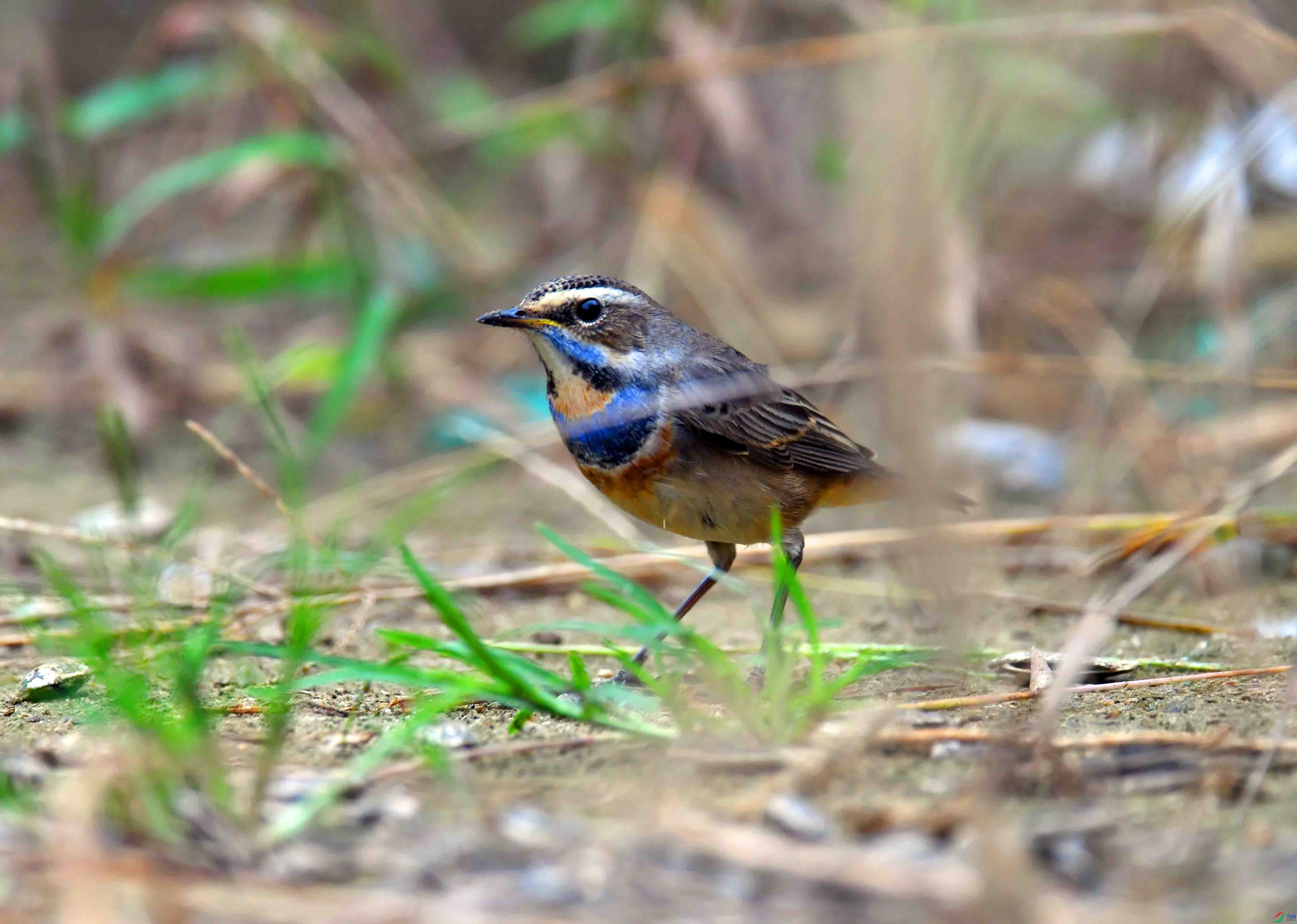 DSC_2403.JPG