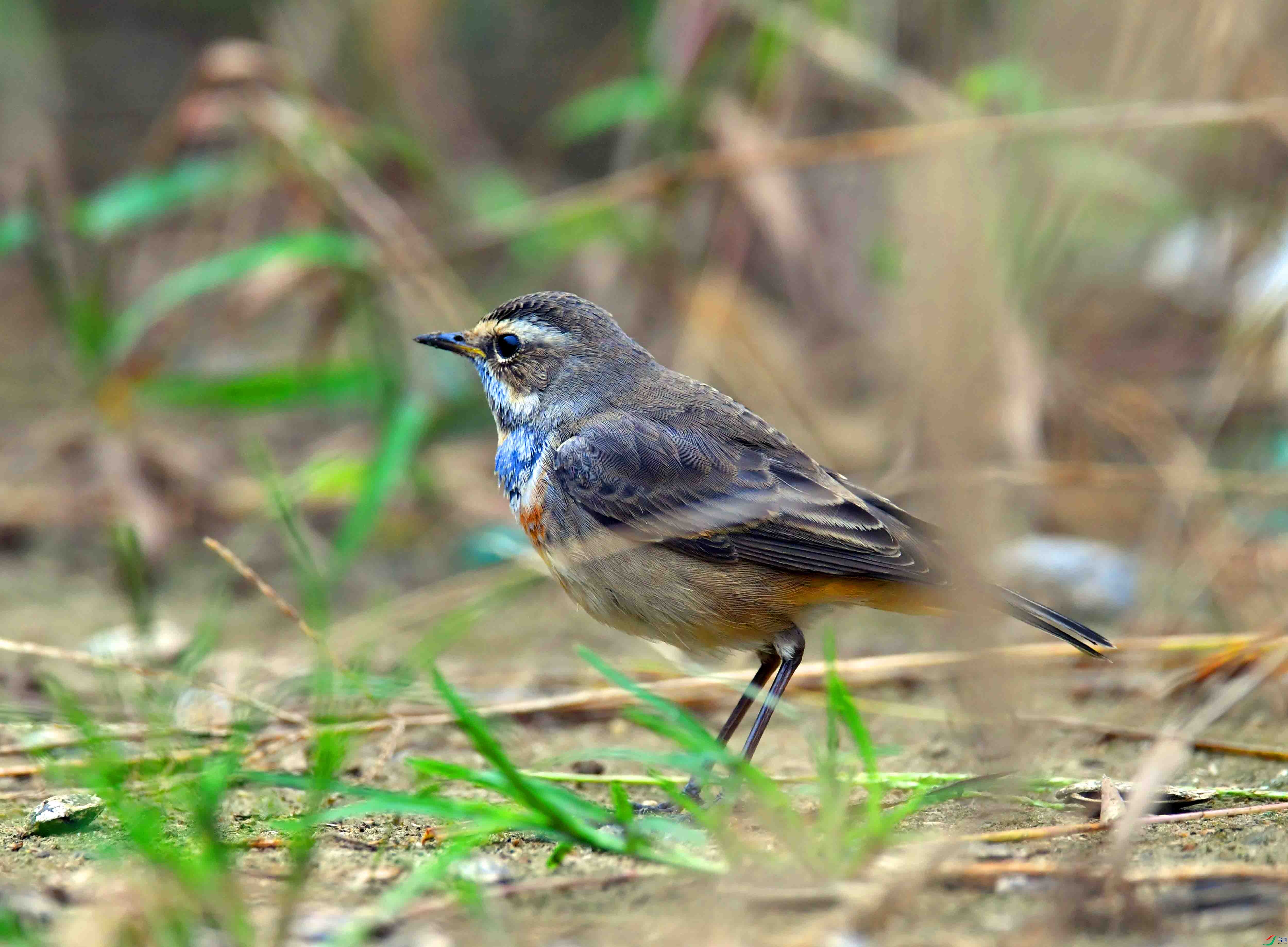 DSC_2404.JPG