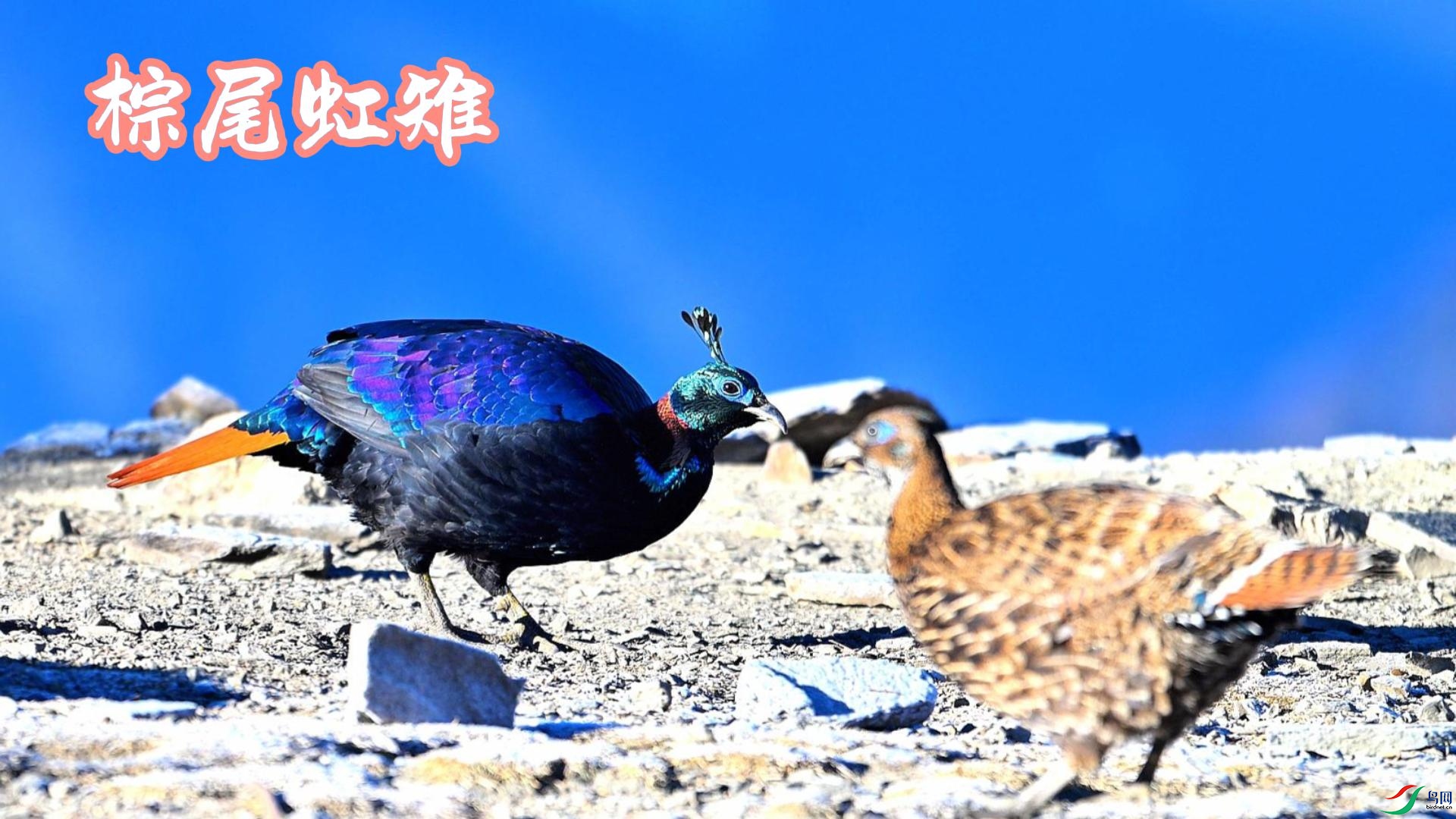 ��β����  ��ʳ-����.jpg