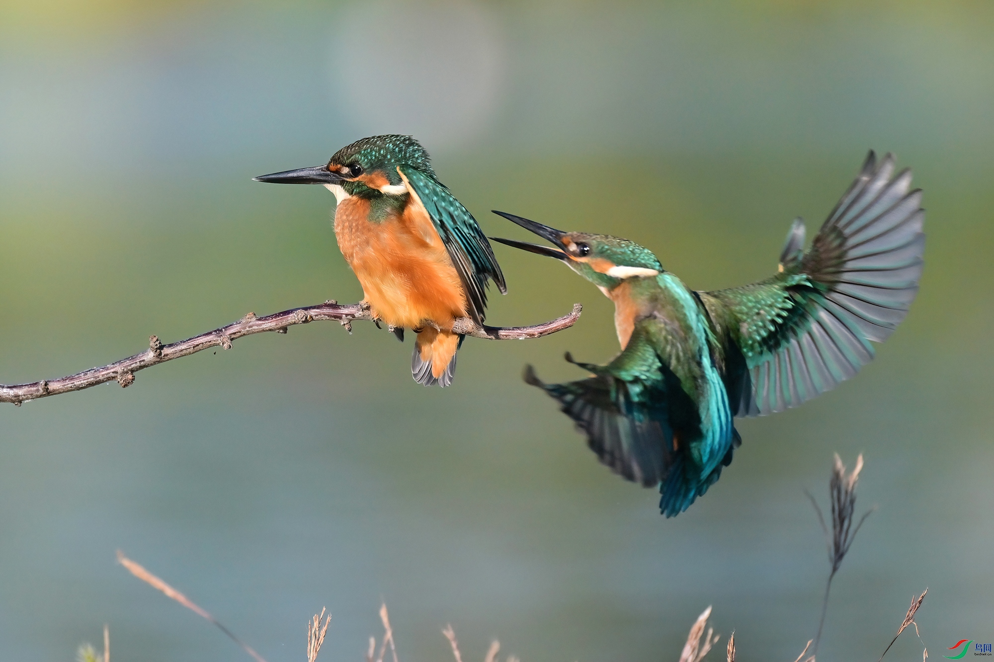 DSC_4293-V.jpg
