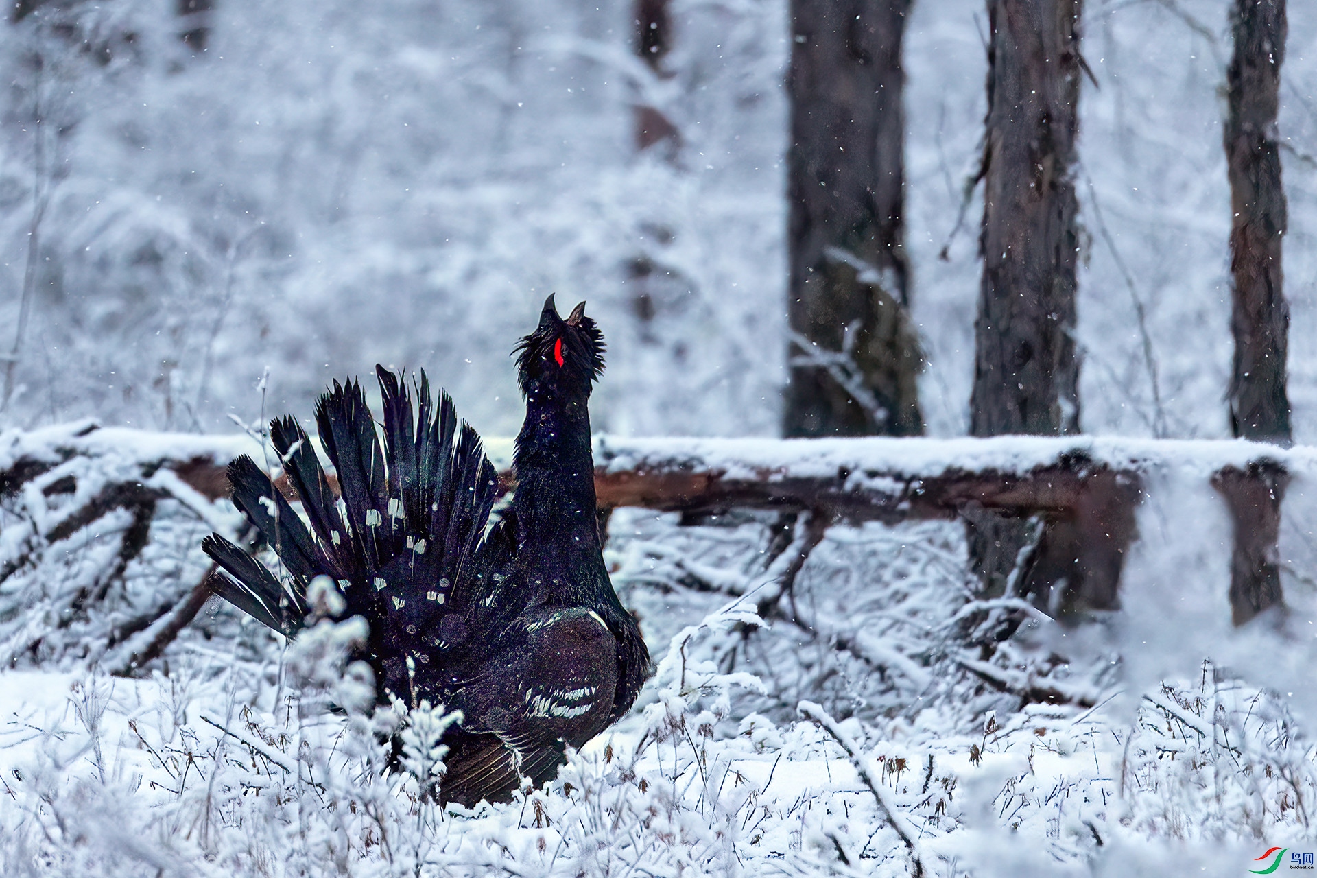 060A2065 ����-Sh---1 .jpg