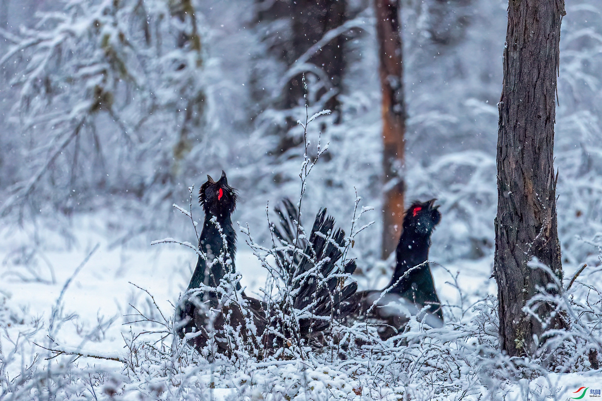 060A3726 ����-Sh----1 .jpg