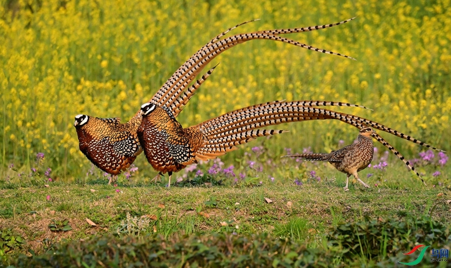 ��ѡ�ĸ���