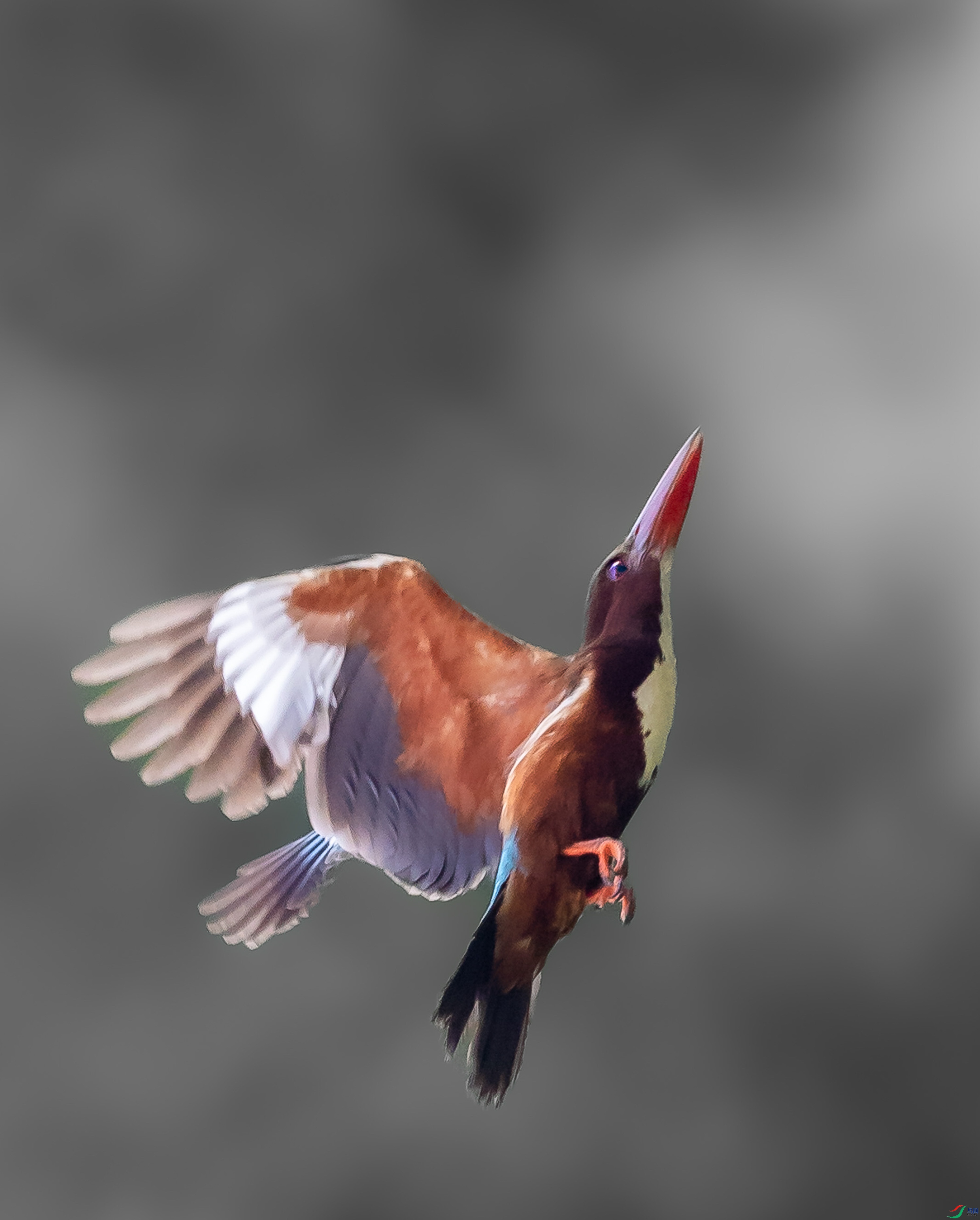 0I3A8798_1_1.jpg