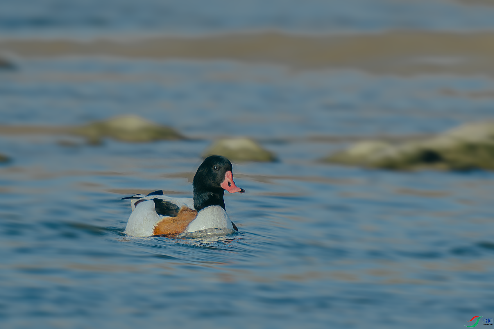 _DSC7204-����ǿ-NR.PNG