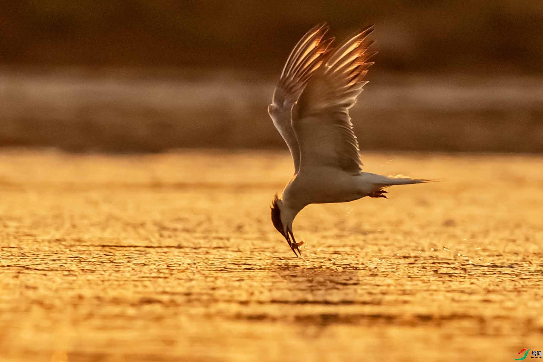 DSC_6613 ����.jpg