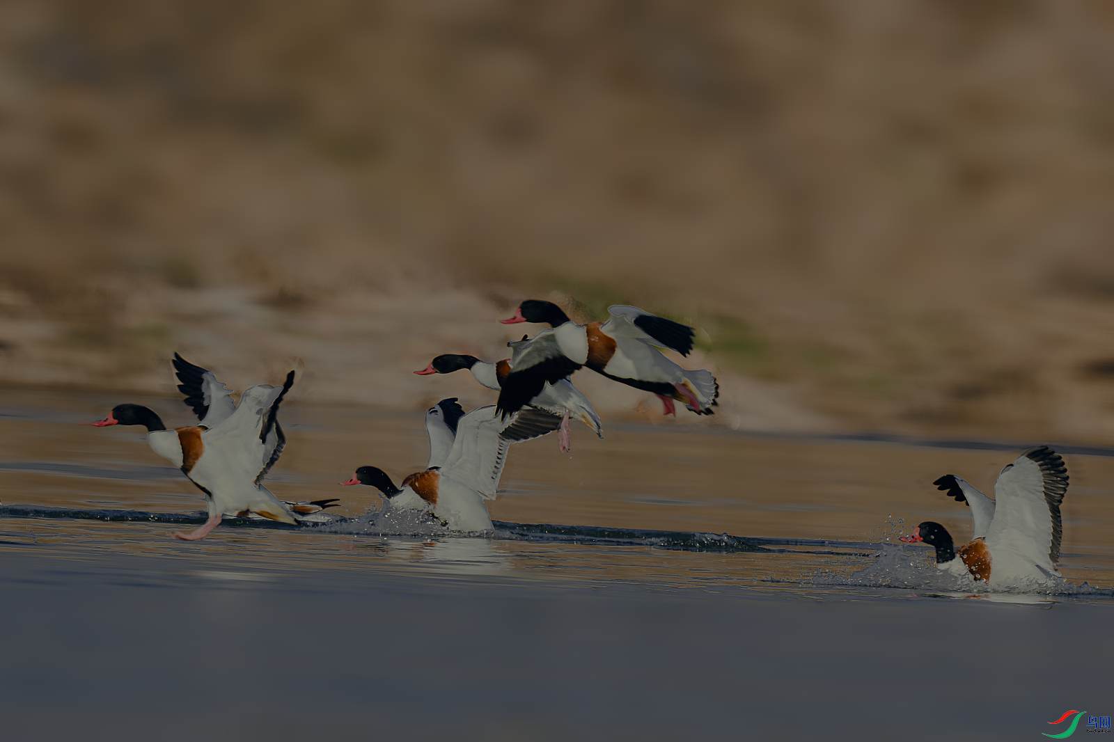 _DSC8570-����ǿ-NR.PNG