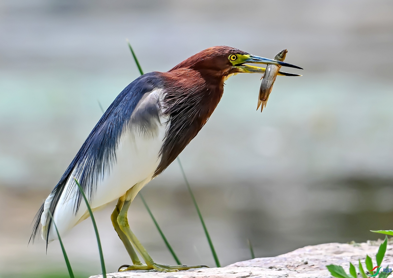 DSC_7751---_conew1.jpg