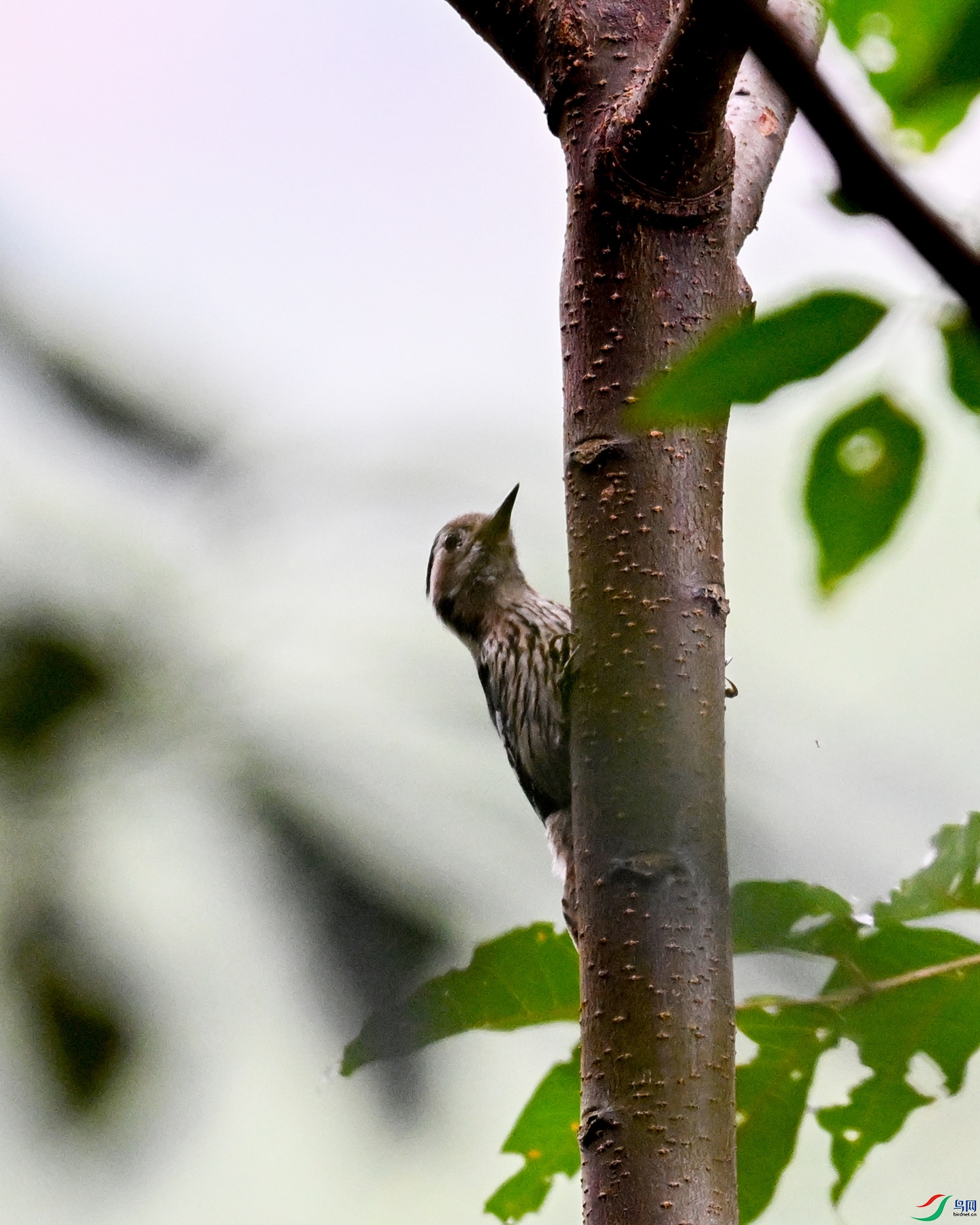 DSC_8385.JPG